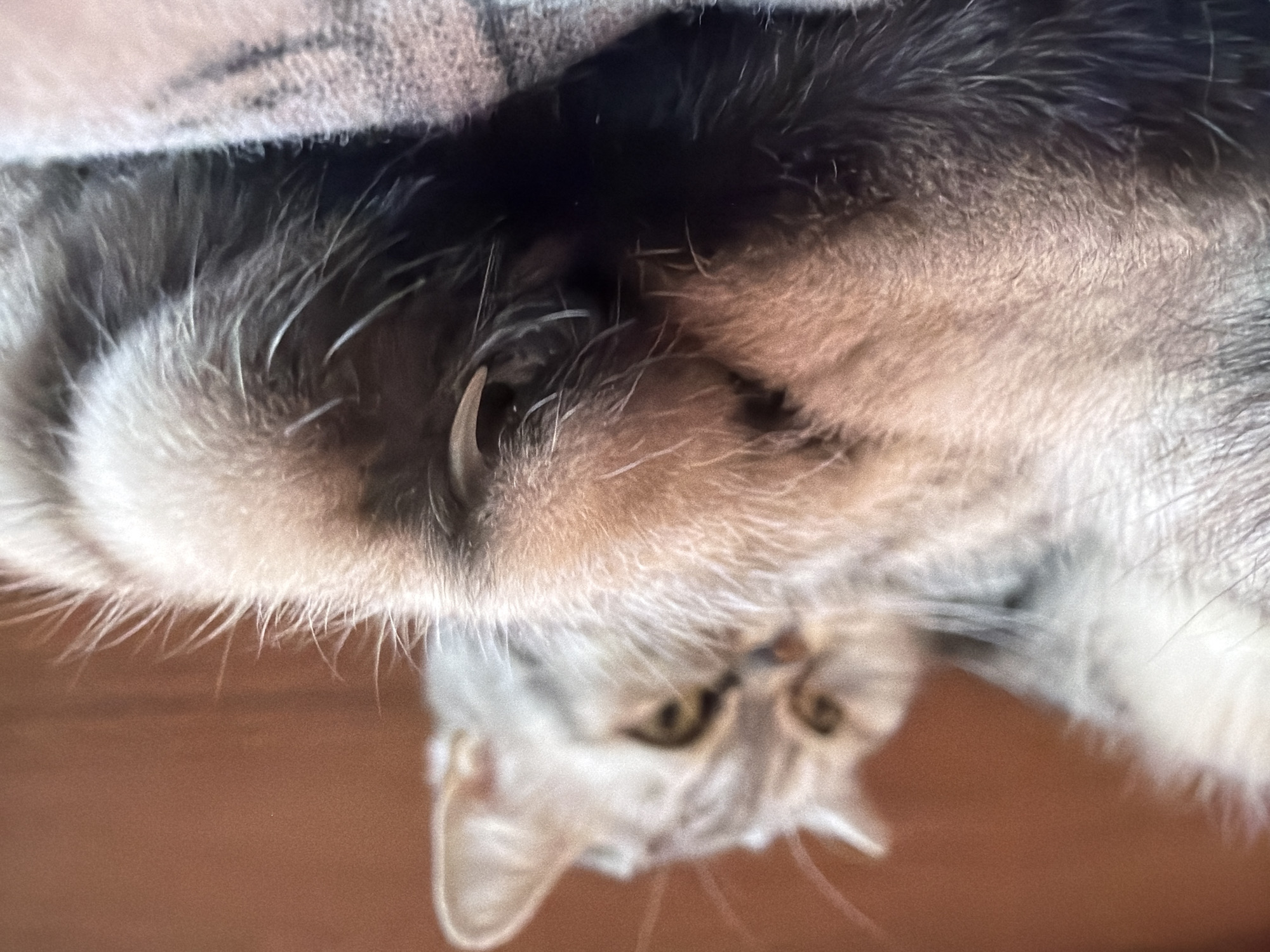Indoor portraits and pet photos captured in Chaikovsky, Russia