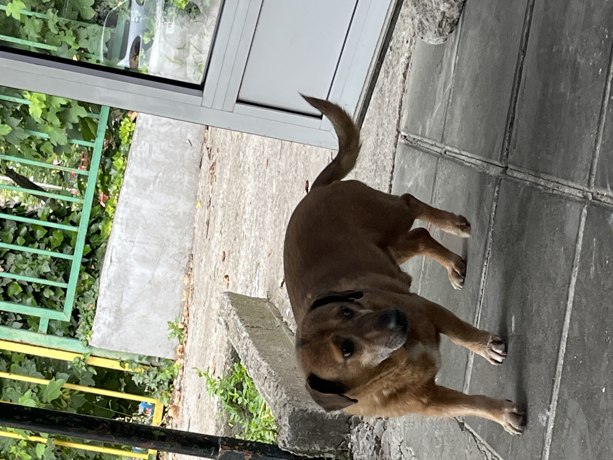 Tagged brown dog observed on streets in Shumen, Bulgaria