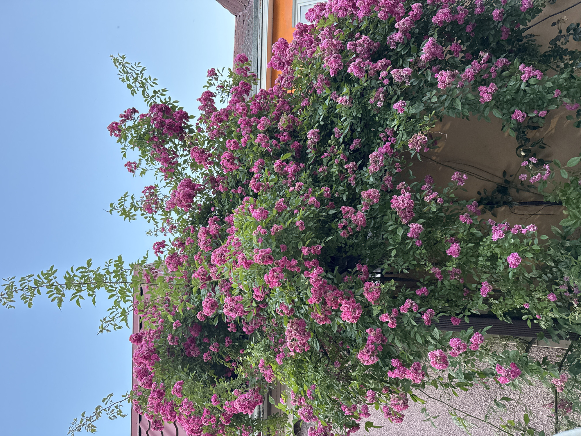 Residential scenes and blooming gardens documented in Sirius, Sochi