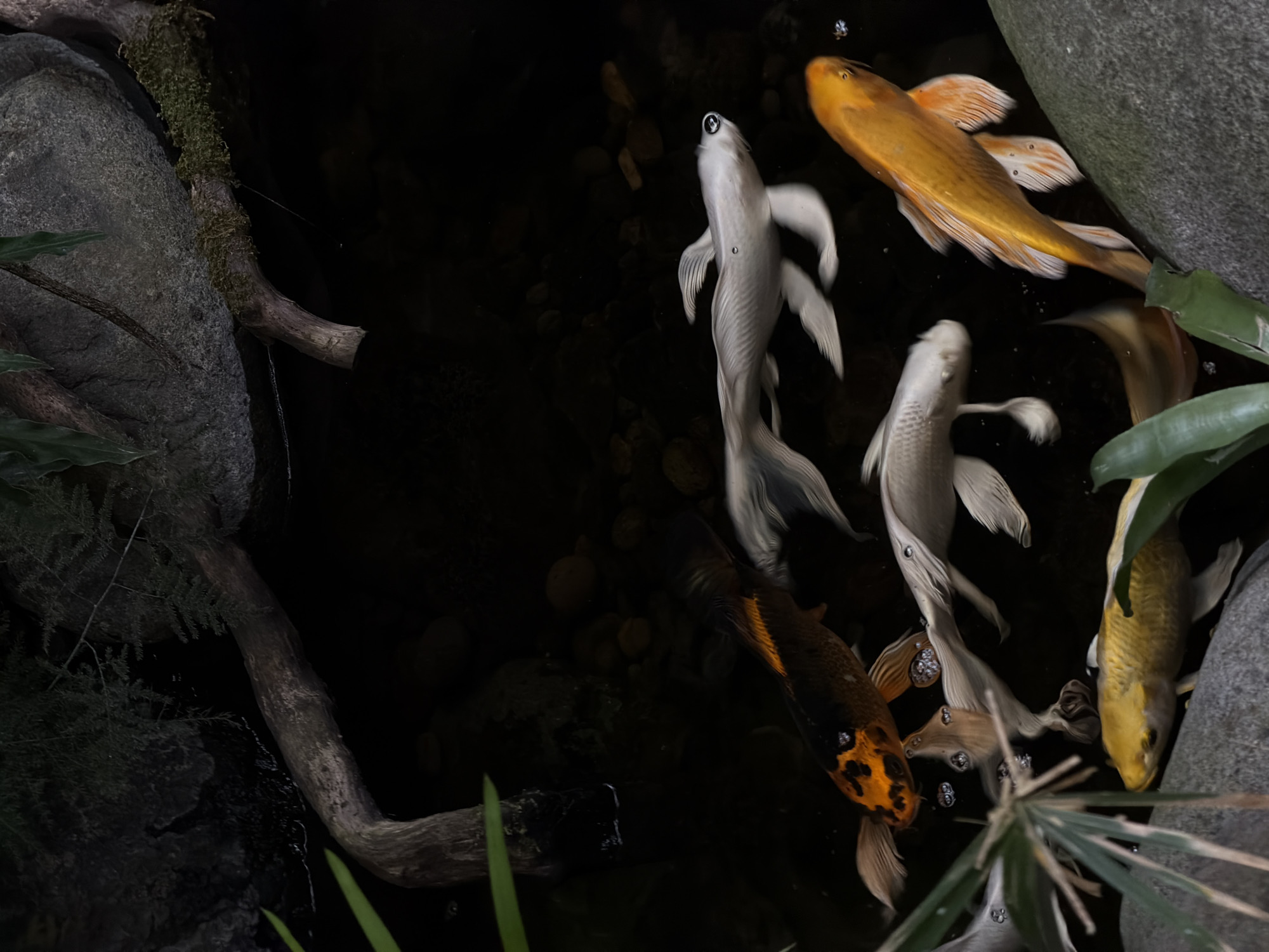 Koi pond and garden observed in North Kuta
