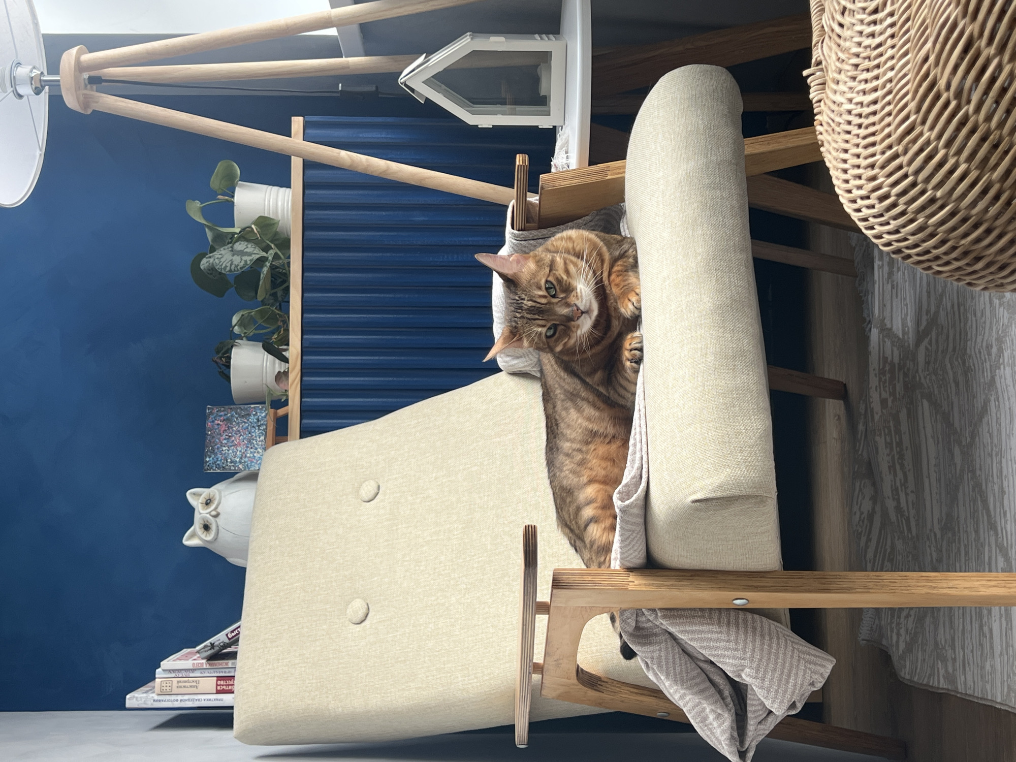Bengal cat lounging on an armchair in Yekaterinburg