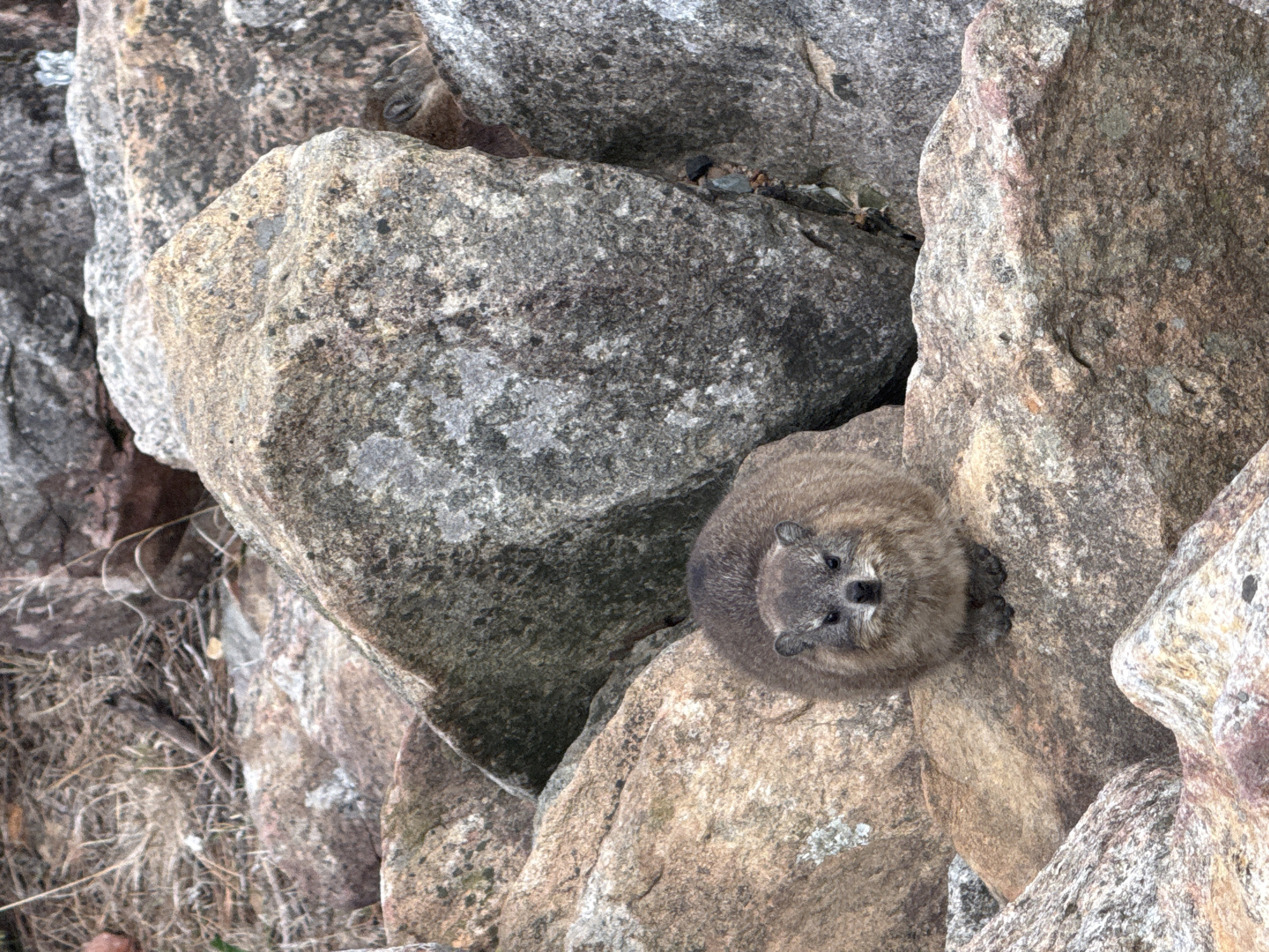 Rock hyraxes spotted on Table Mountain during cloudy afternoon