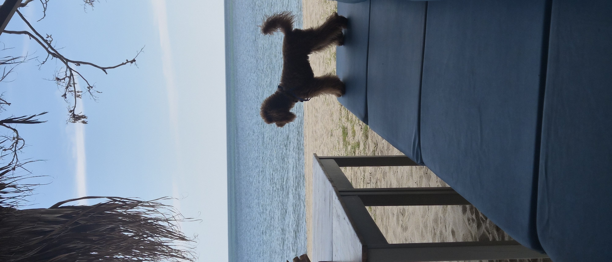 Spring day captured along Varna coastline with pets and blooms