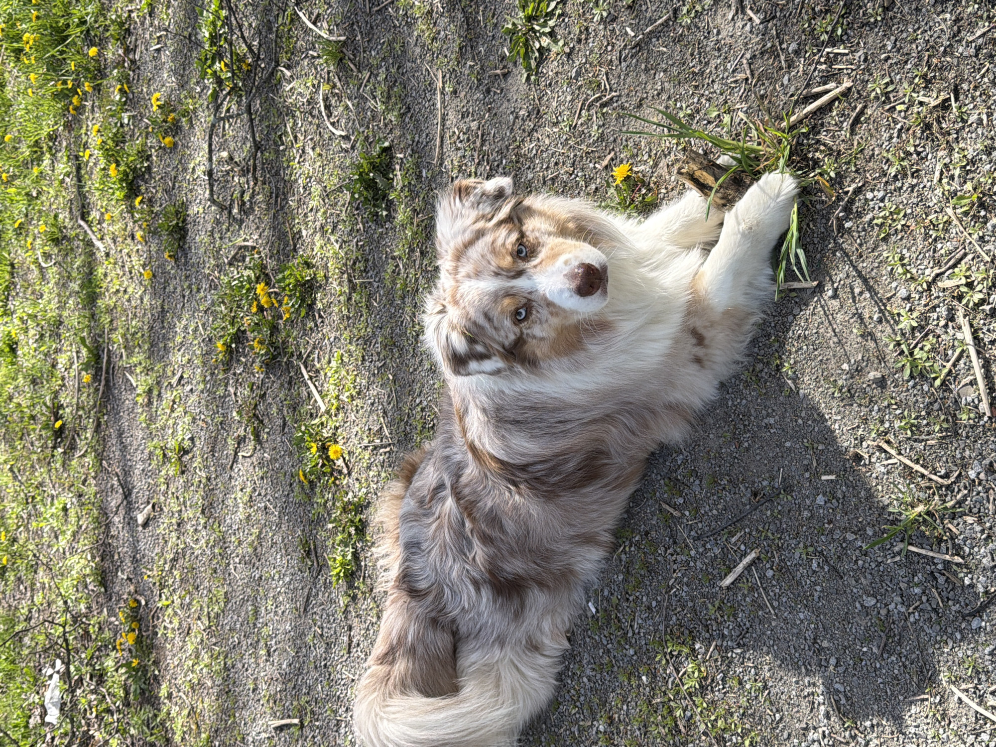 Dogs spotted playing in dandelion fields in Laval, Canada
