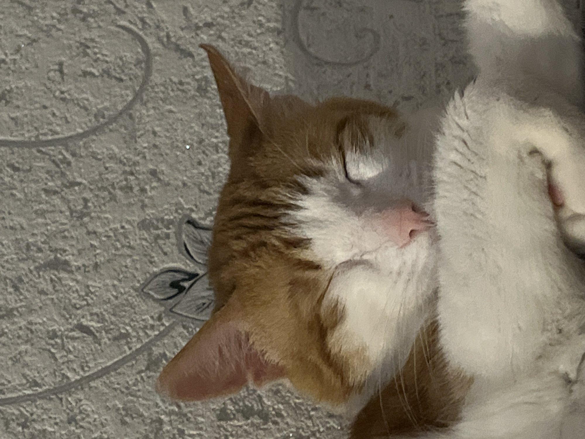 Domestic cats observed resting indoors in Chaikovsky, Russia