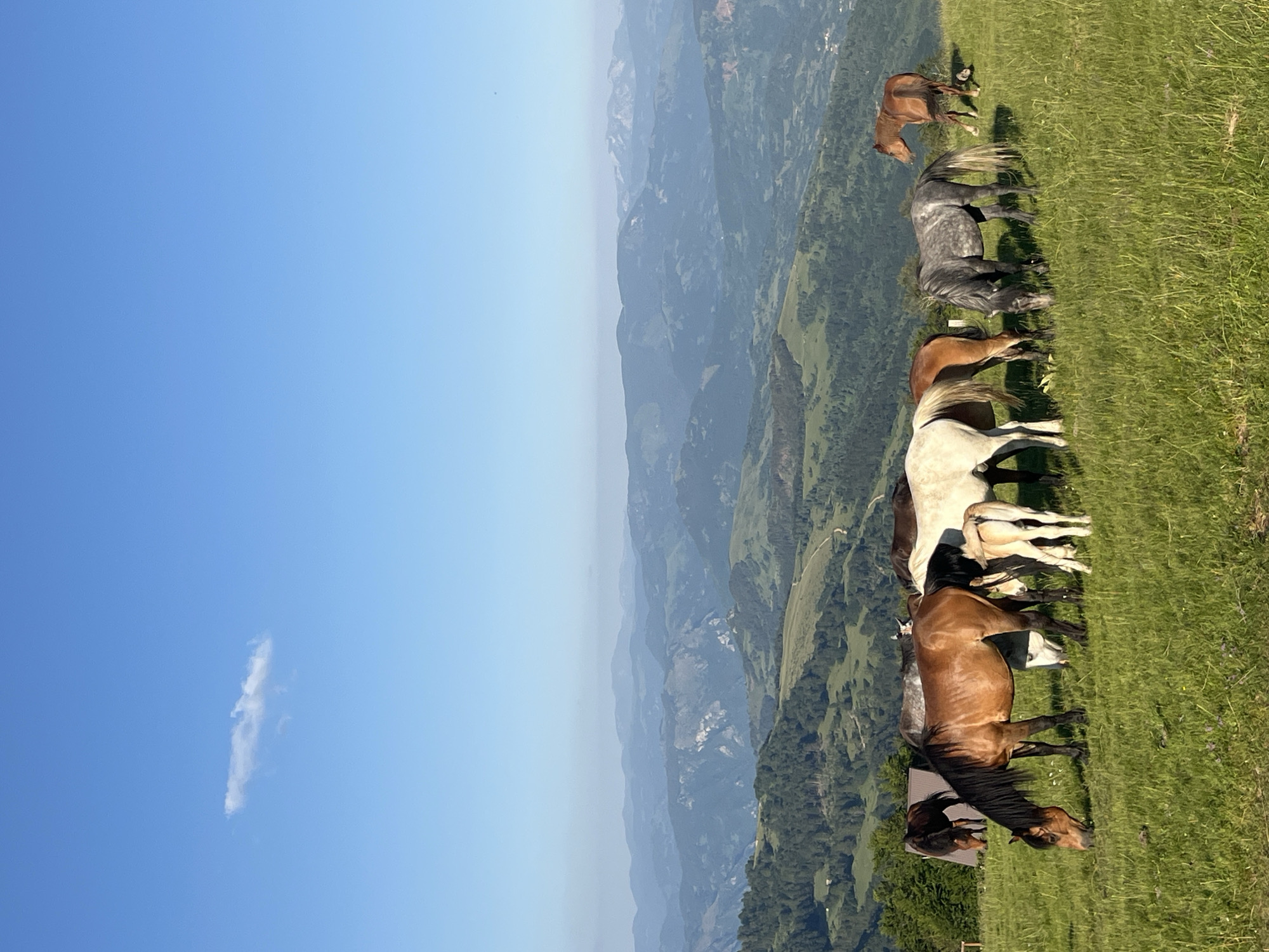 Horses graze on a mountain meadow in rural Montenegro