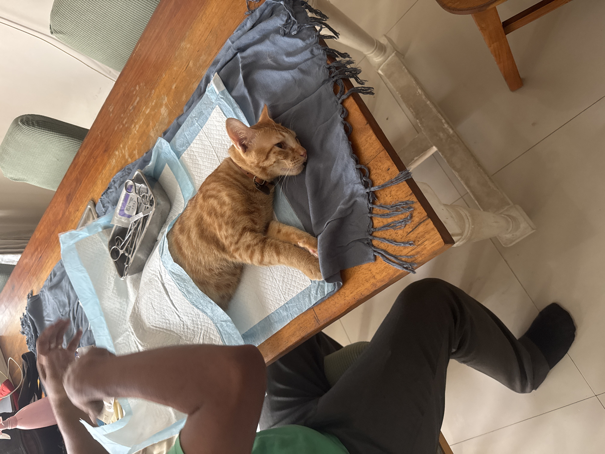 Veterinary visit and mealtime documented in Denpasar