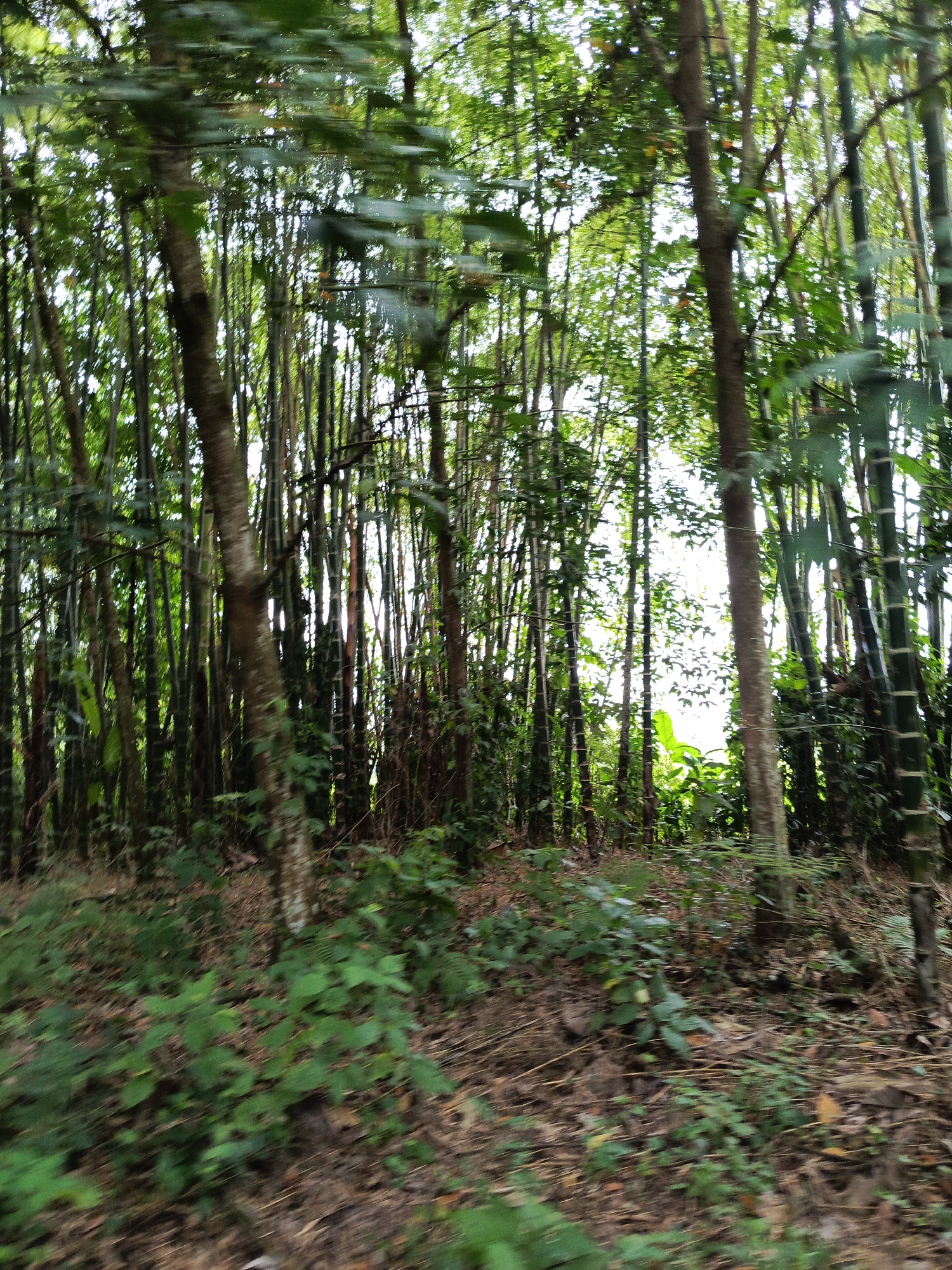 Agricultural tour documents Ecuador's tropical plantations and forests