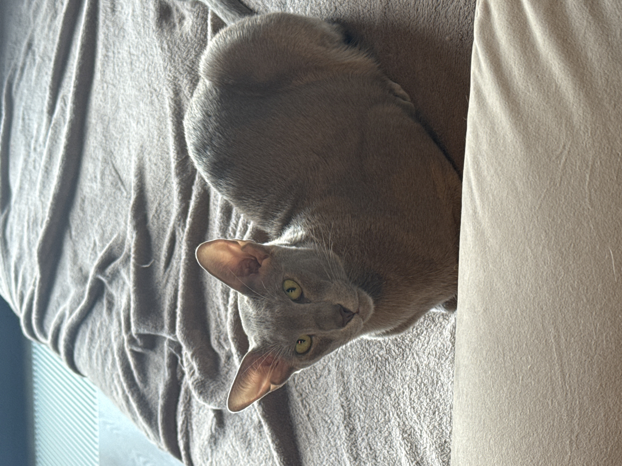 Grey cat with yellow eyes resting on a textured blanket