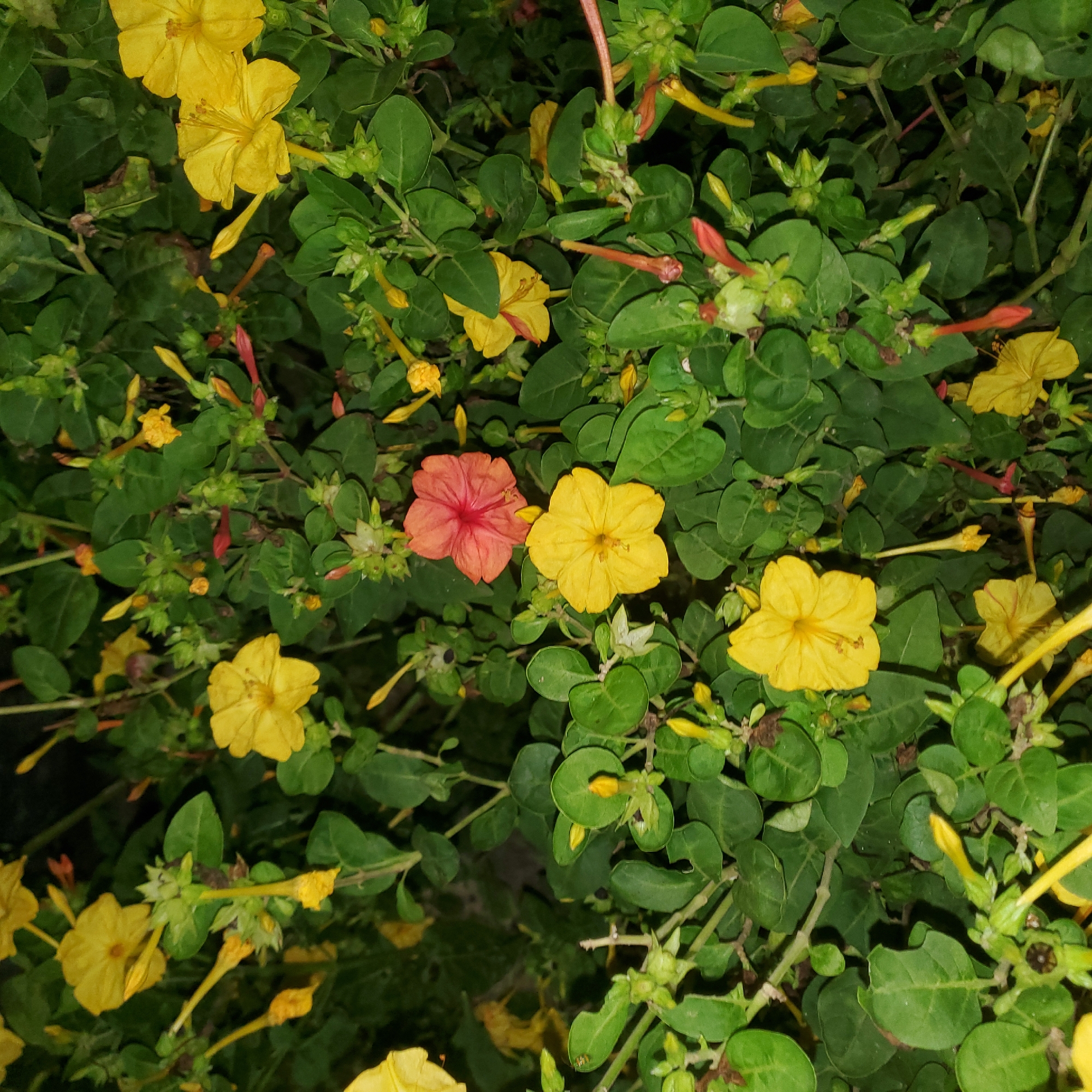 Evening flower observations documented in Curitiba, Brazil