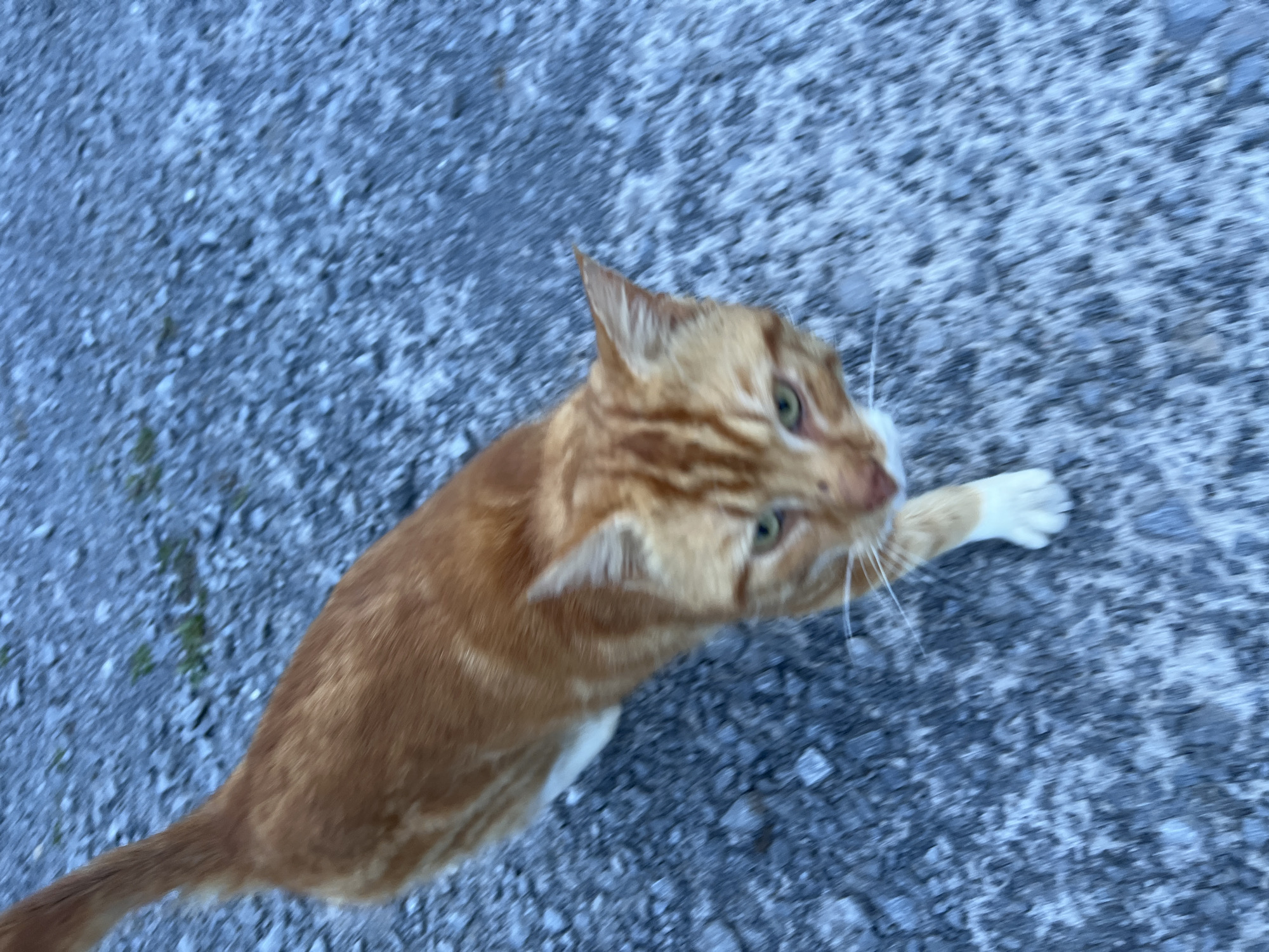 Orange tabby cat photographed in motion in Irish village