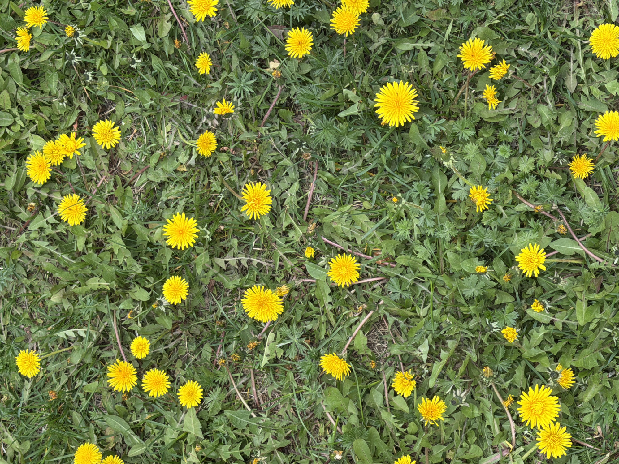 Spring dandelions bloom in Saint Petersburg grass patch