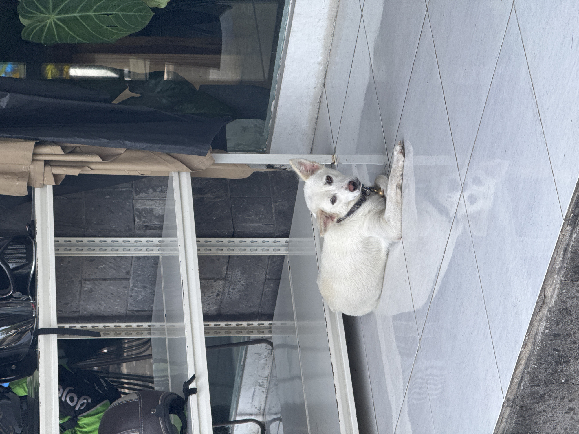 Dog rests on sidewalk near delivery equipment rack