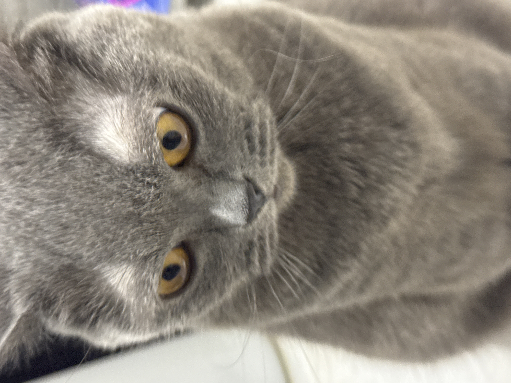 Grey British Shorthair cat at home in Vlora, Albania