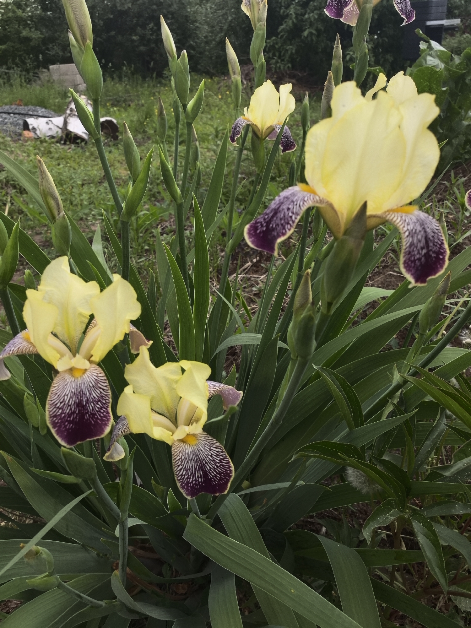 Spring afternoon captured in Noviy: flowers, pets, peaceful moments