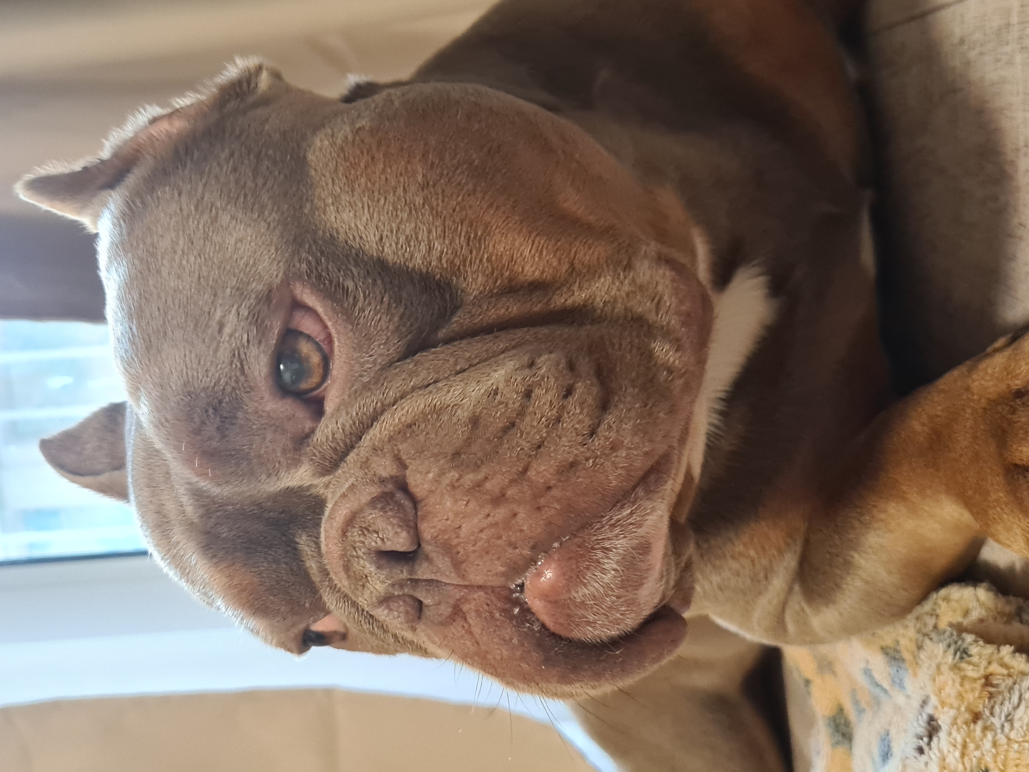 A bully breed dog's day, indoors and out.