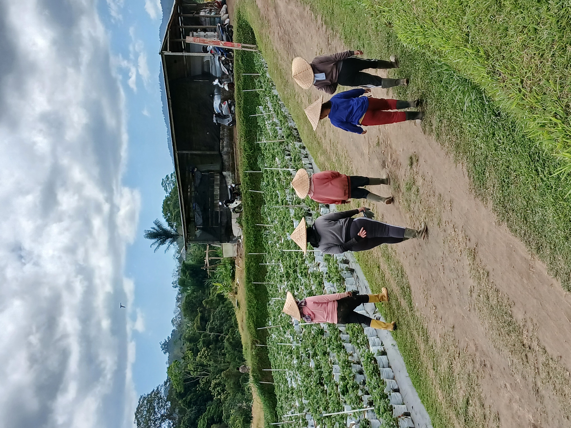 Kintamani strawberry farm with animals and garden flowers