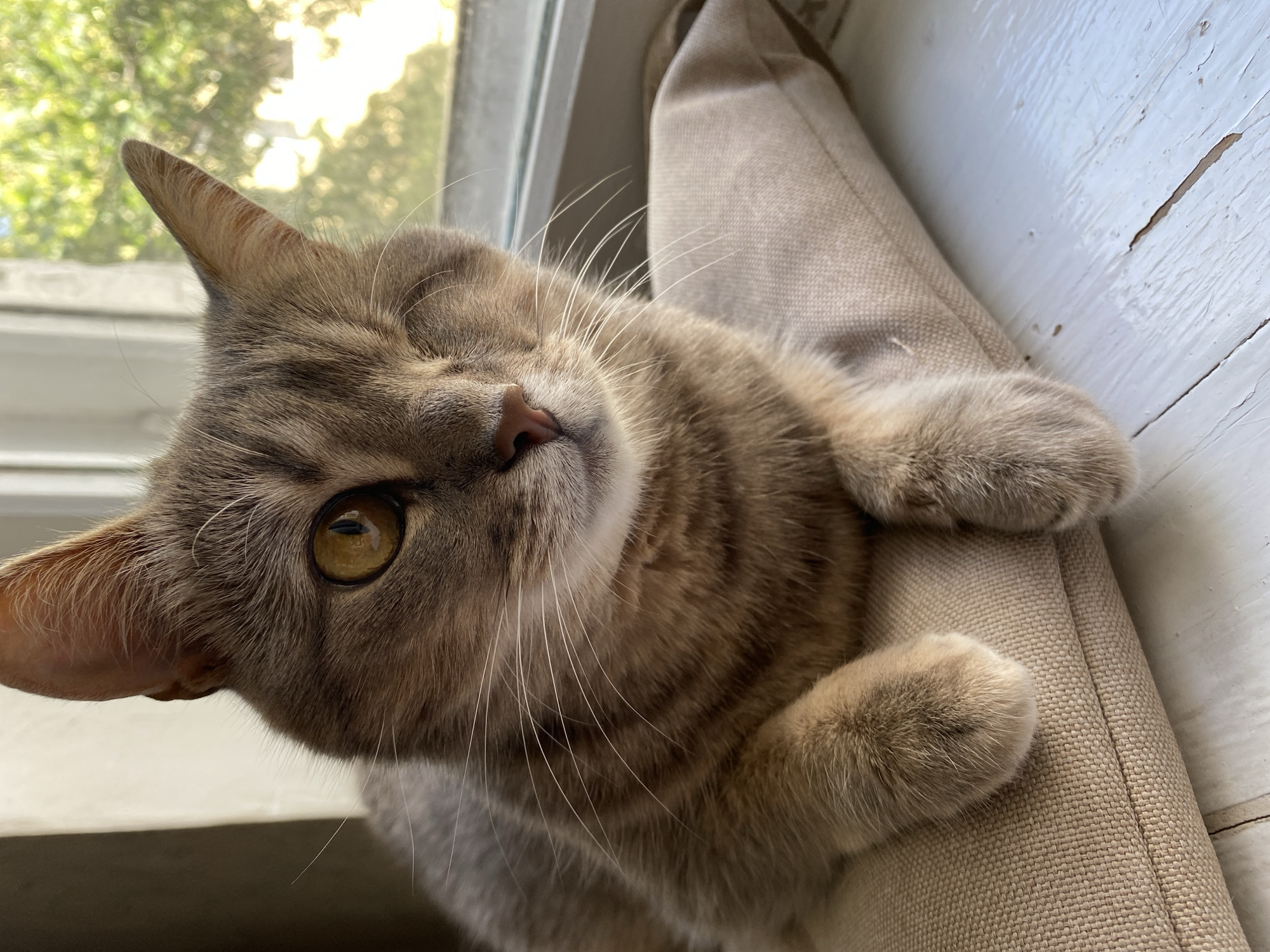 Cats relaxing by windows during quiet morning hours
