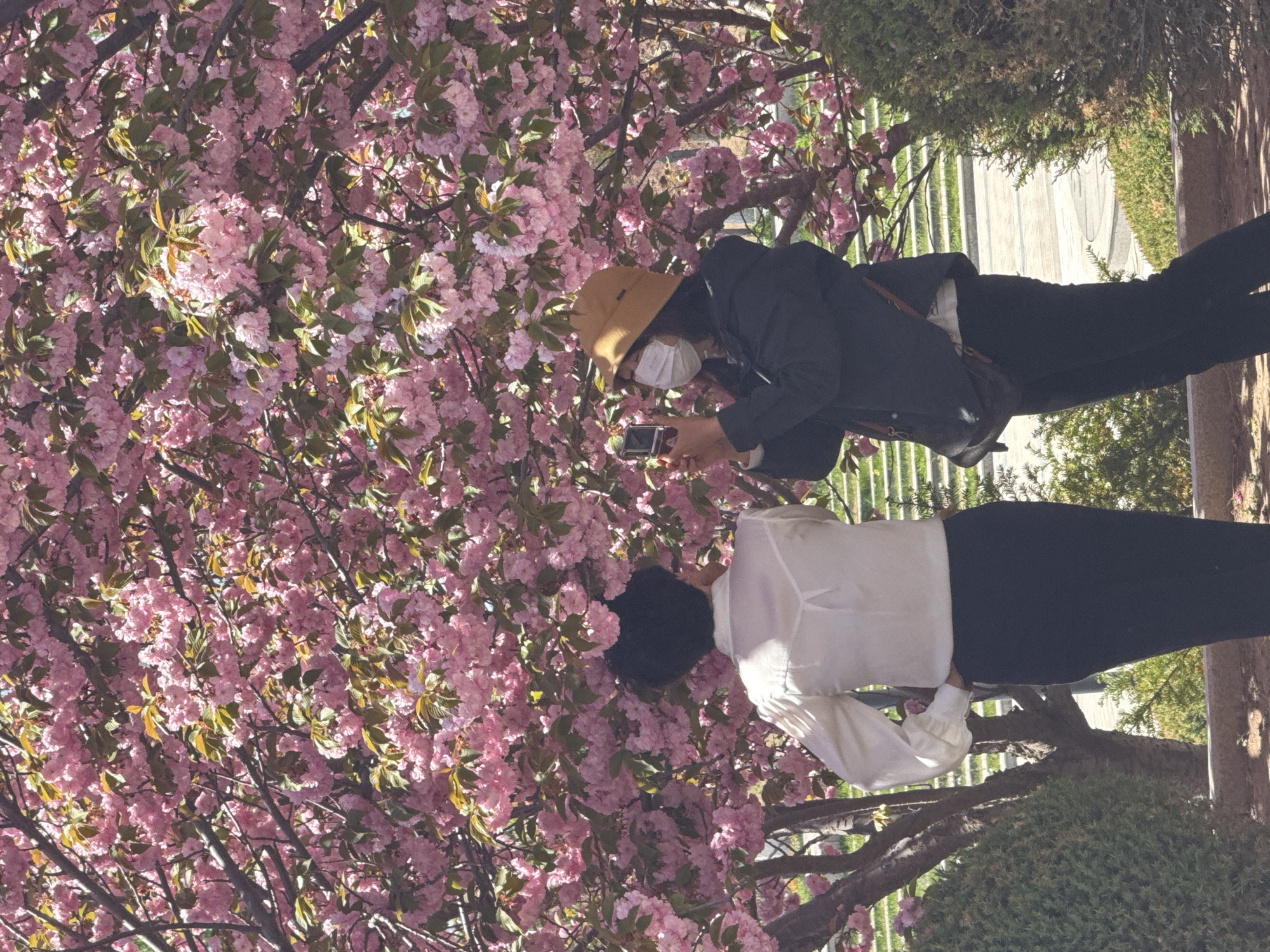 Spring blossoms draw visitors in Zhongtun, China