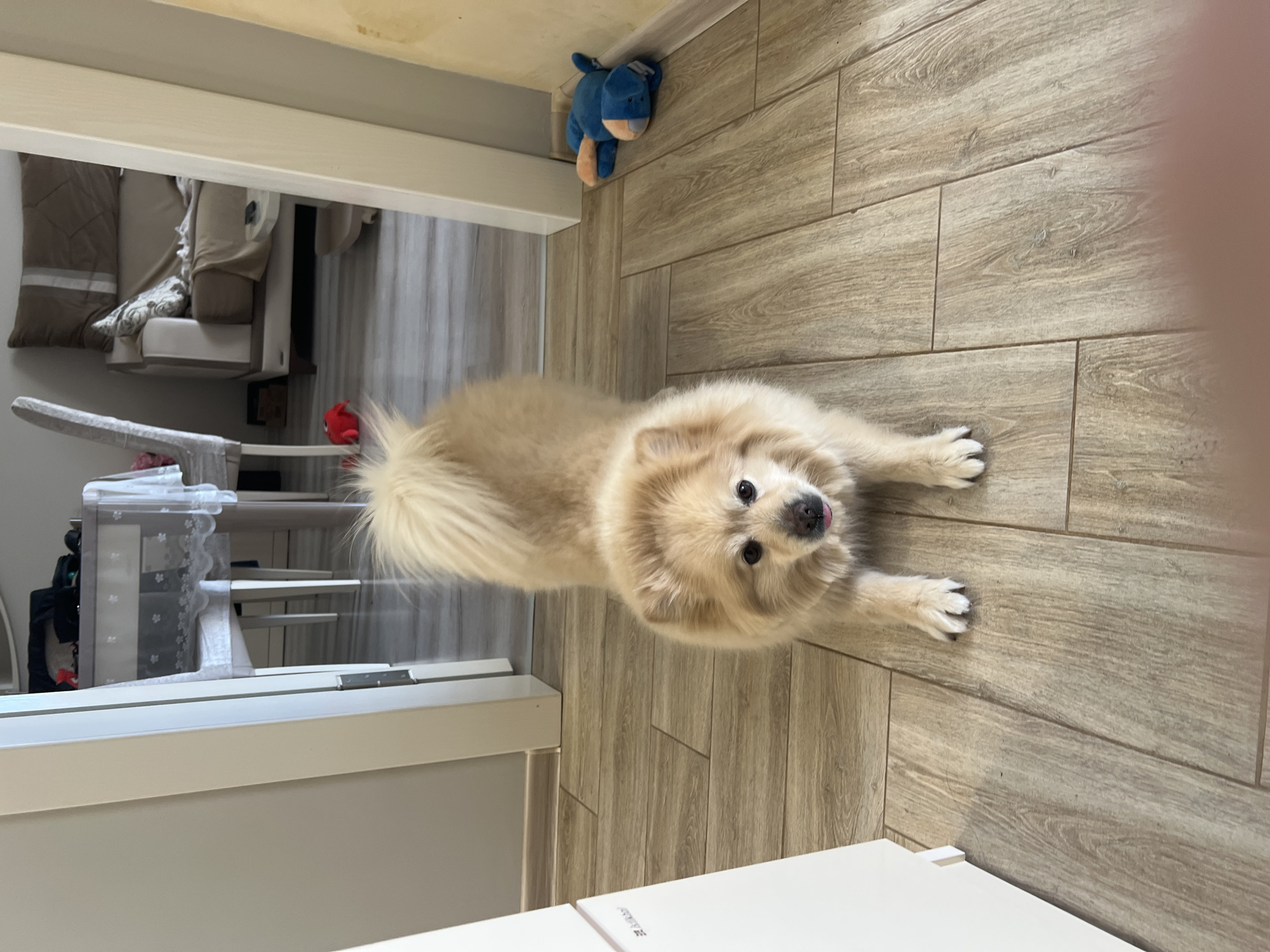 Pomeranian dog captured in quiet morning moments in Bulgarian home