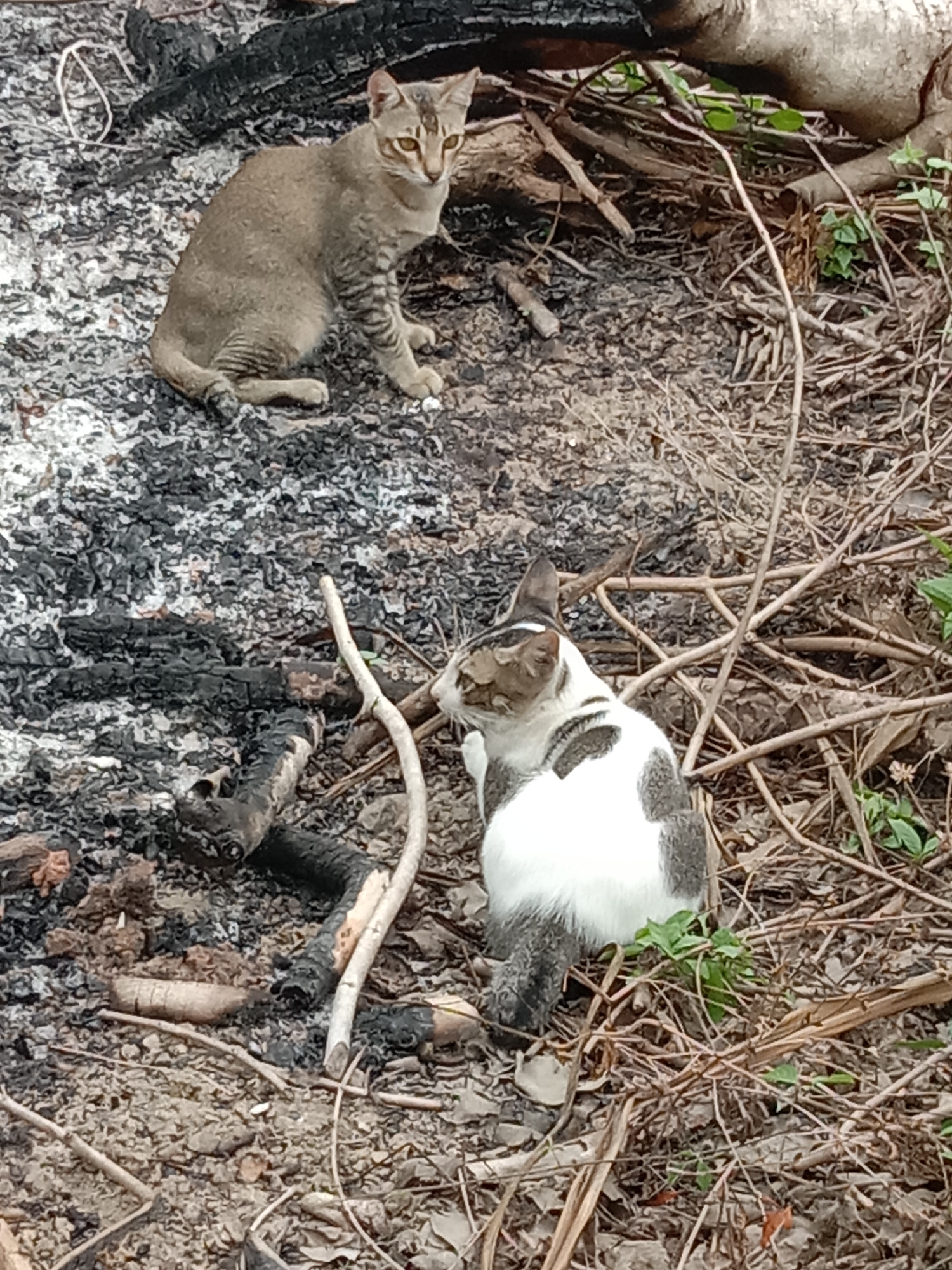 Two cats observed among fire remains in Lhokseumawe clearing