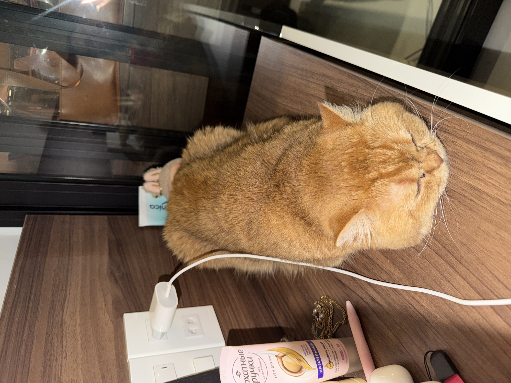 Orange tabby cat napping on a wooden surface in Đà Nẵng
