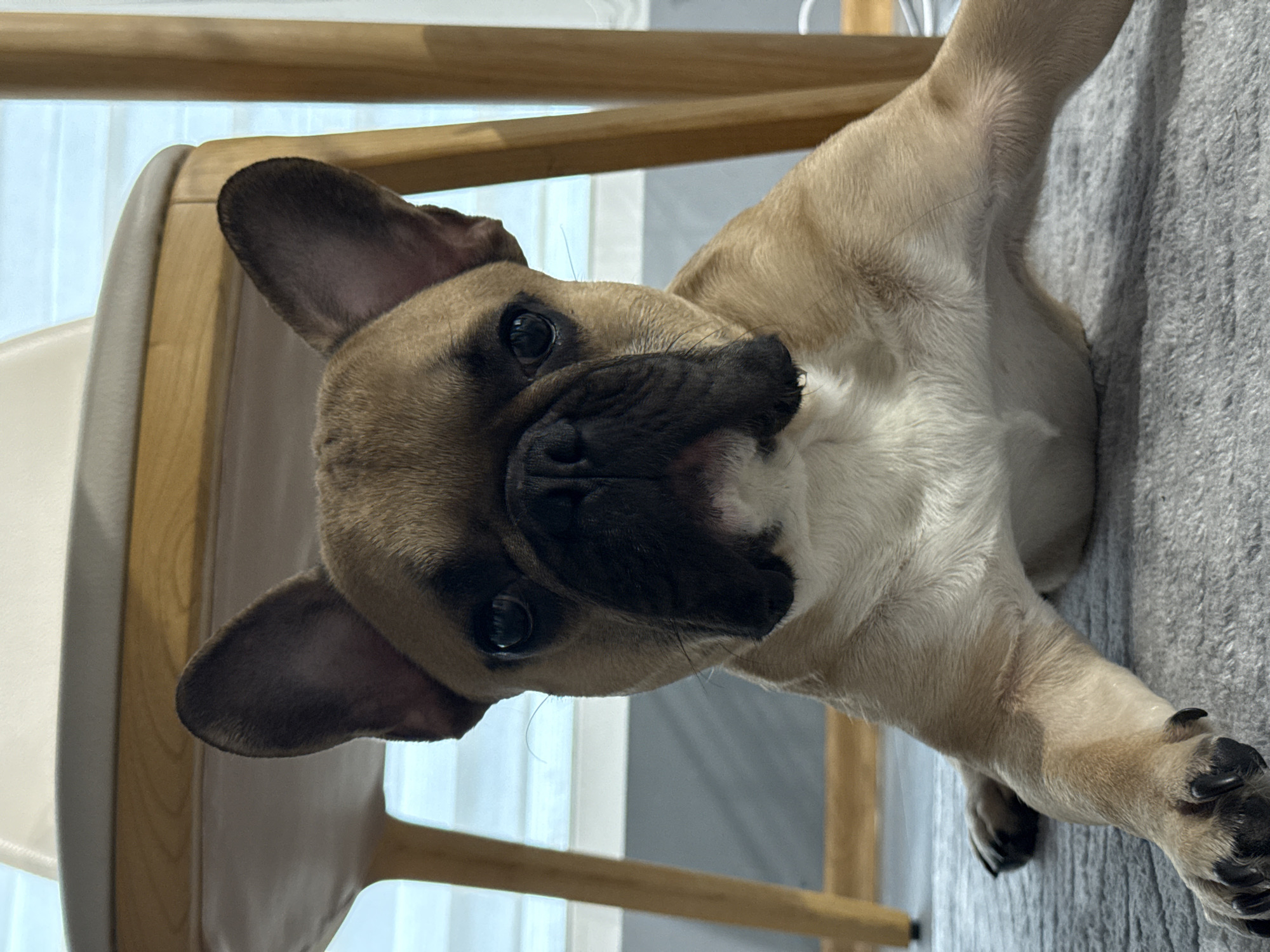 French Bulldog photographed in portrait session in Burgas, Bulgaria