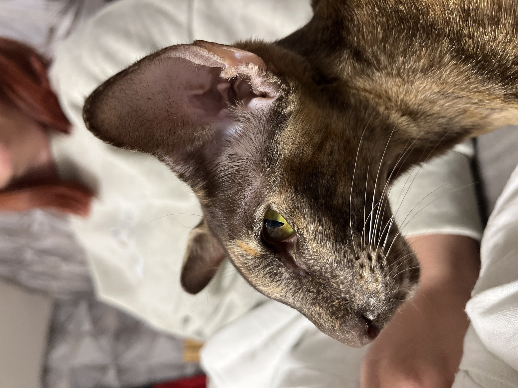 Family moments with Oriental cat documented in Chaikovsky home
