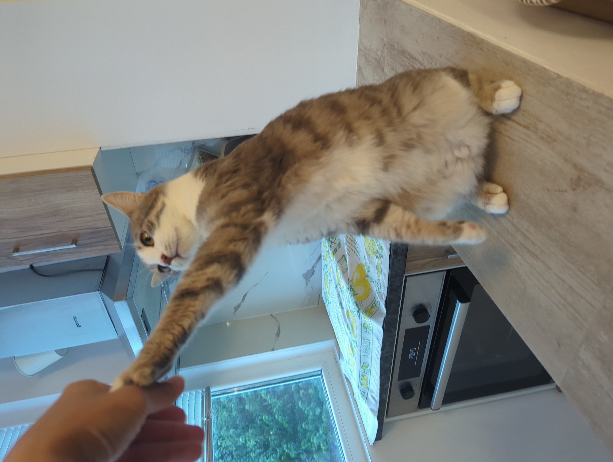 Tabby cat poses and paw-shakes in a Burgas kitchen