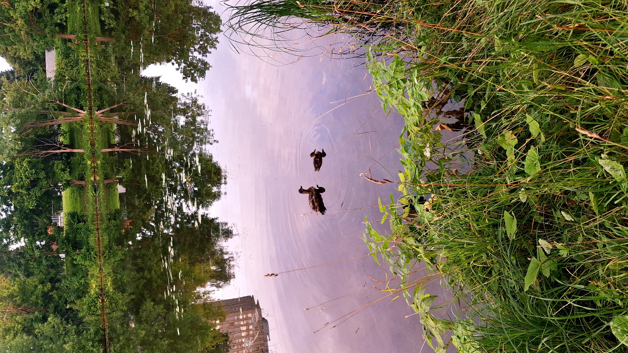 Riga on foot: water, green spaces, and city glass