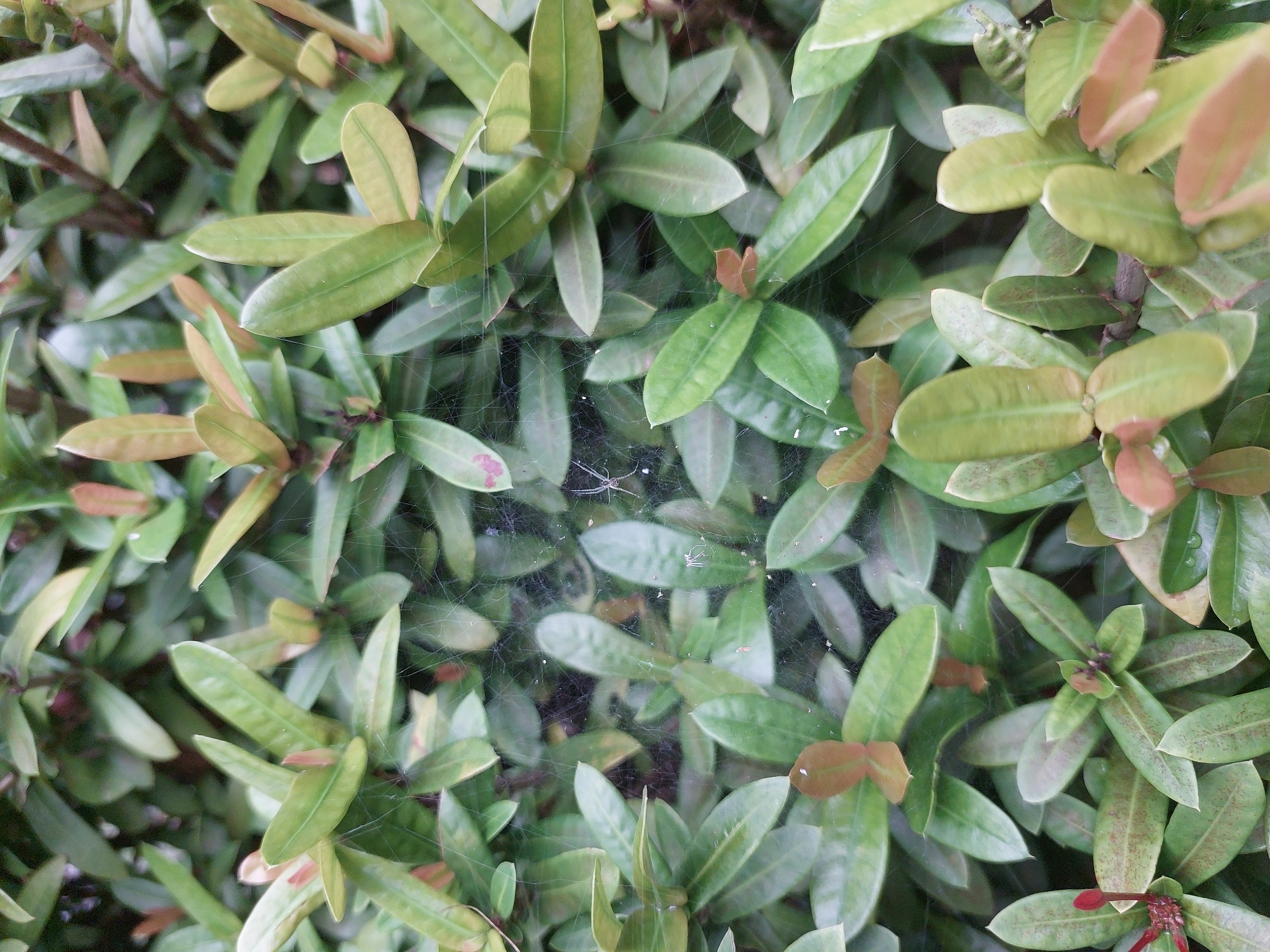 Ixora blooms, a spiderweb, and a rooftop bird in Ko Samui