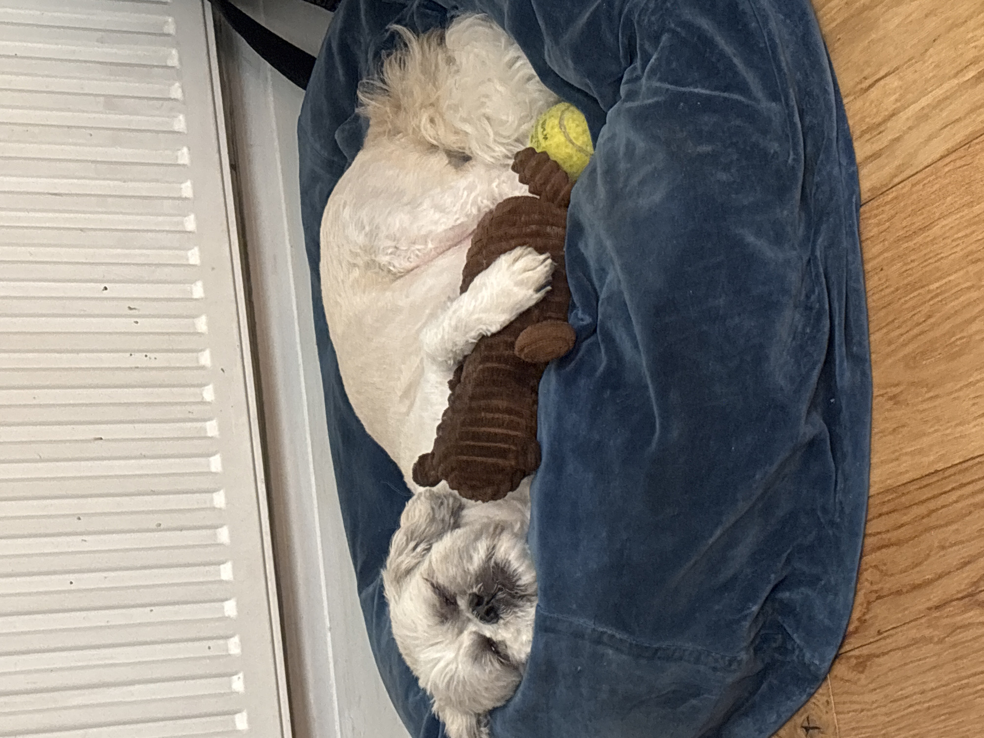 Dog sleeps with stuffed toy in London home