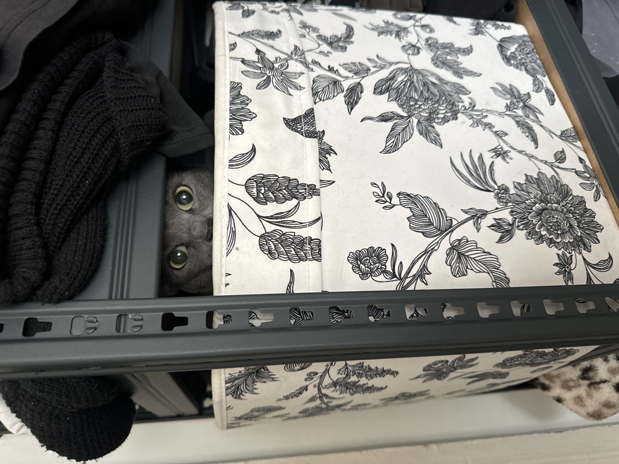 Gray cat spotted hiding among belongings on Moscow shelf