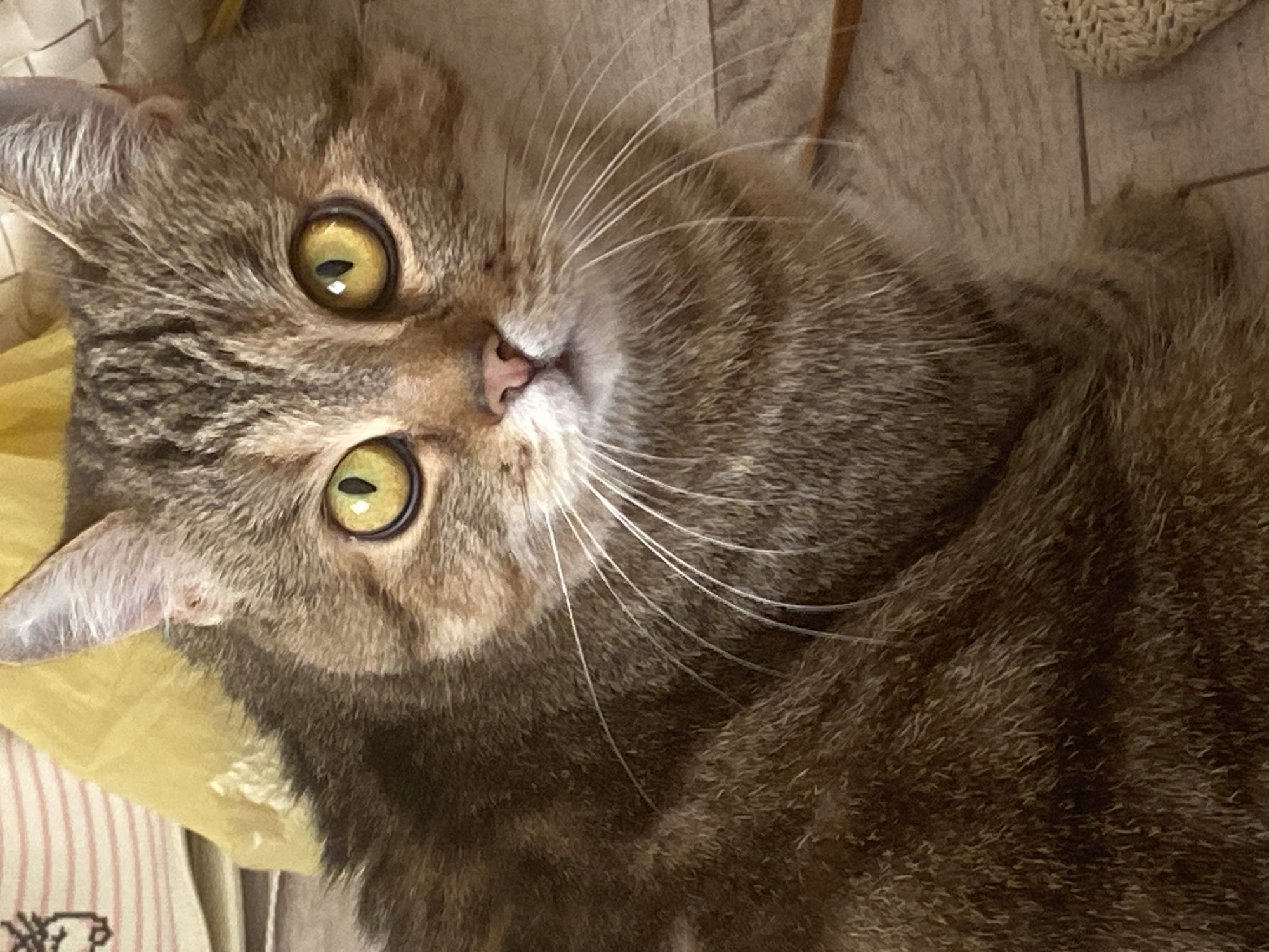 A tabby cat and Cavalier Spaniel share a lazy afternoon at home