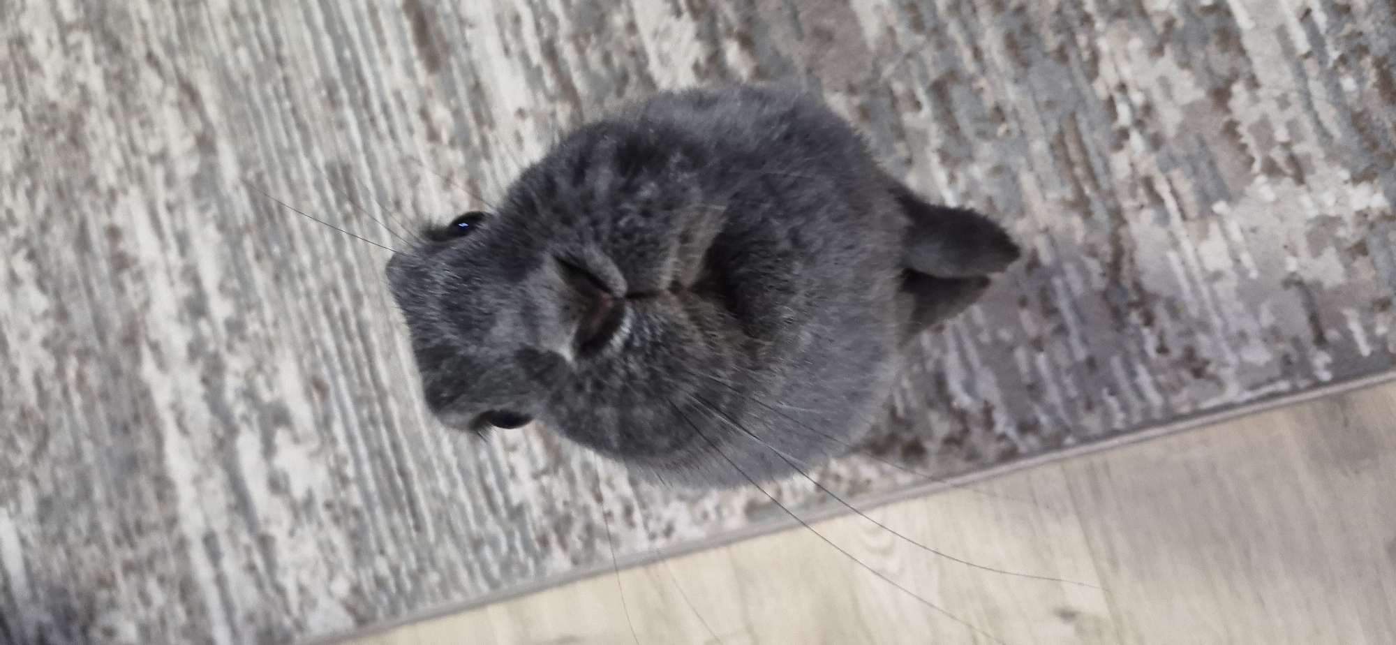 Pet life in Ussurijsk: planted aquarium and a grey rabbit