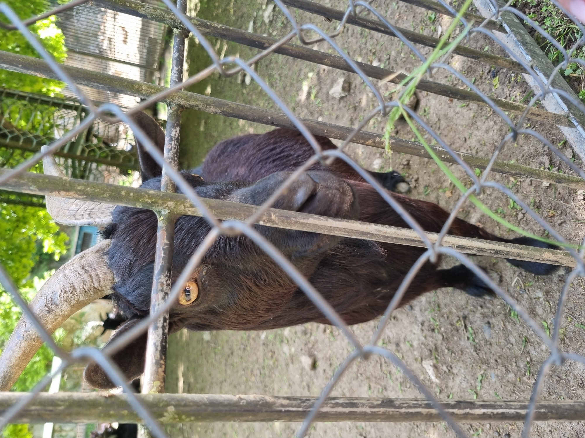 Morning visit to animal enclosure in Pleven, Bulgaria