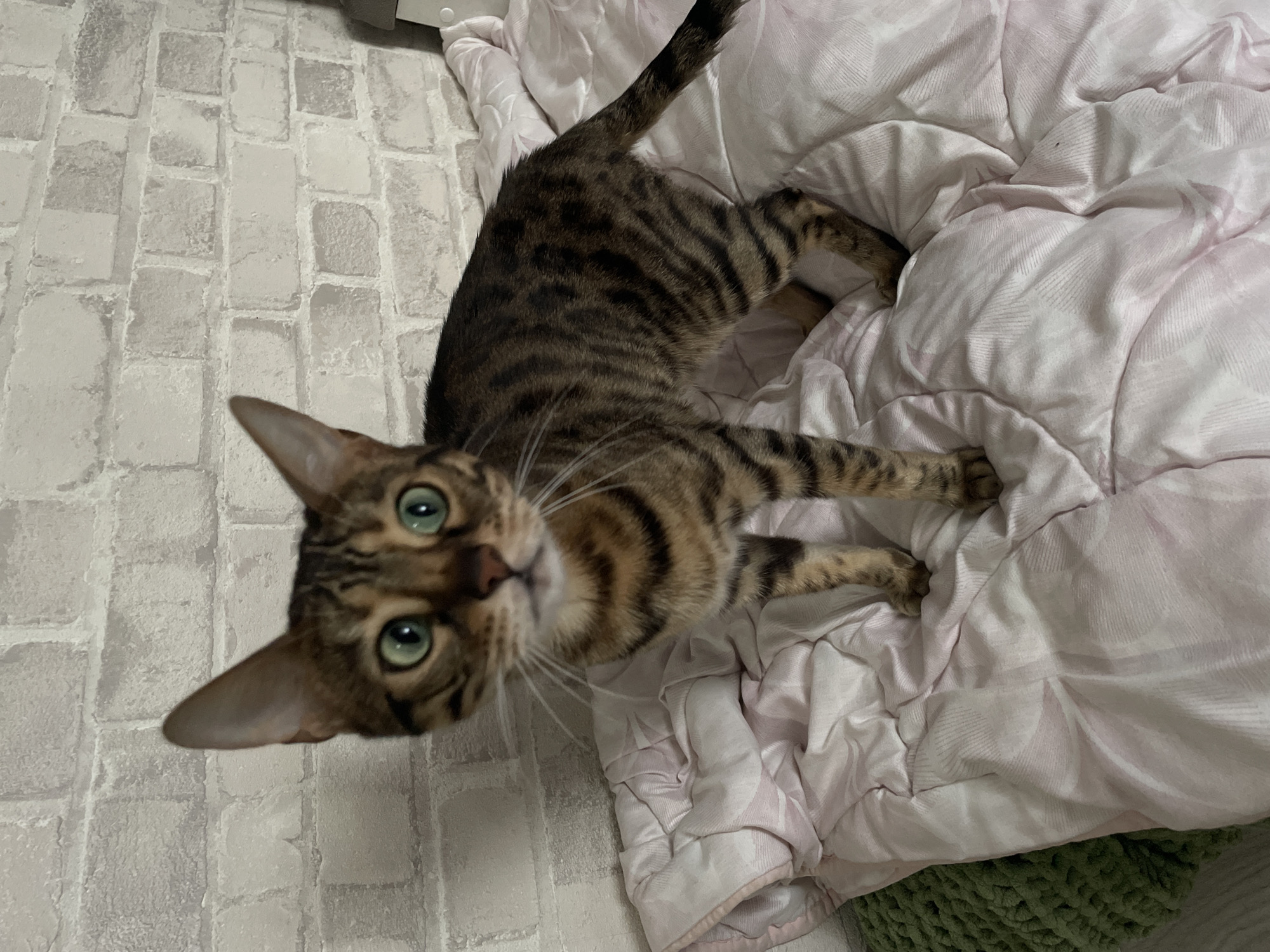 Two cats at home in Kamyshlov, posing and getting pets