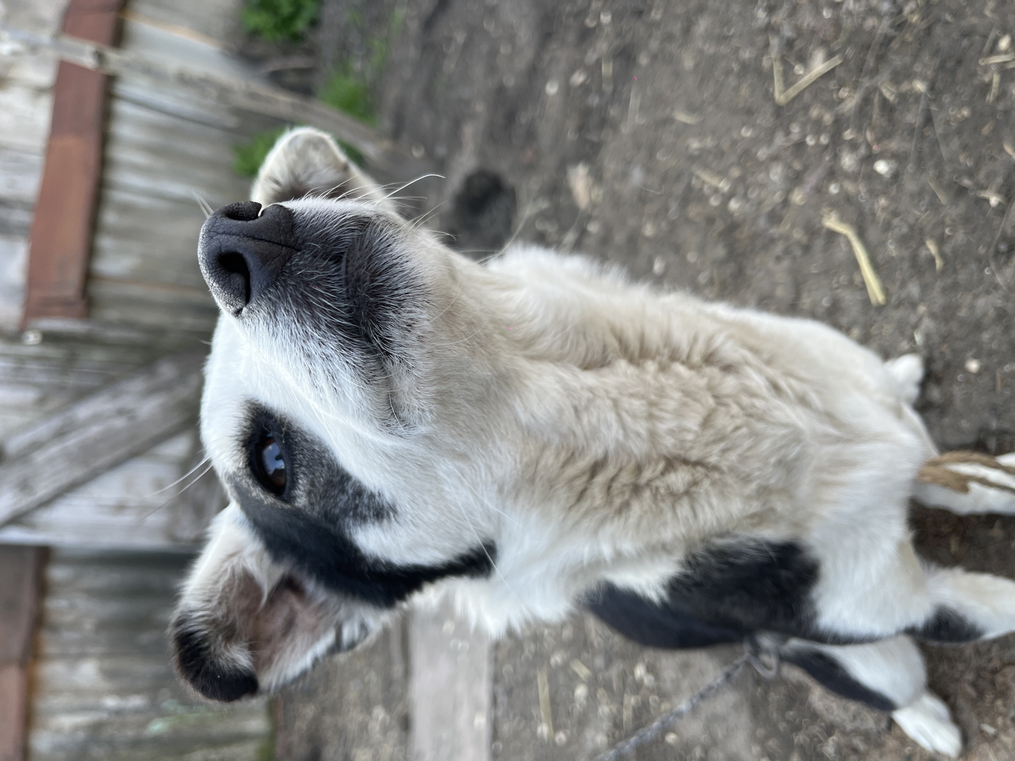 Pets spotted in rural Russian settlement during afternoon