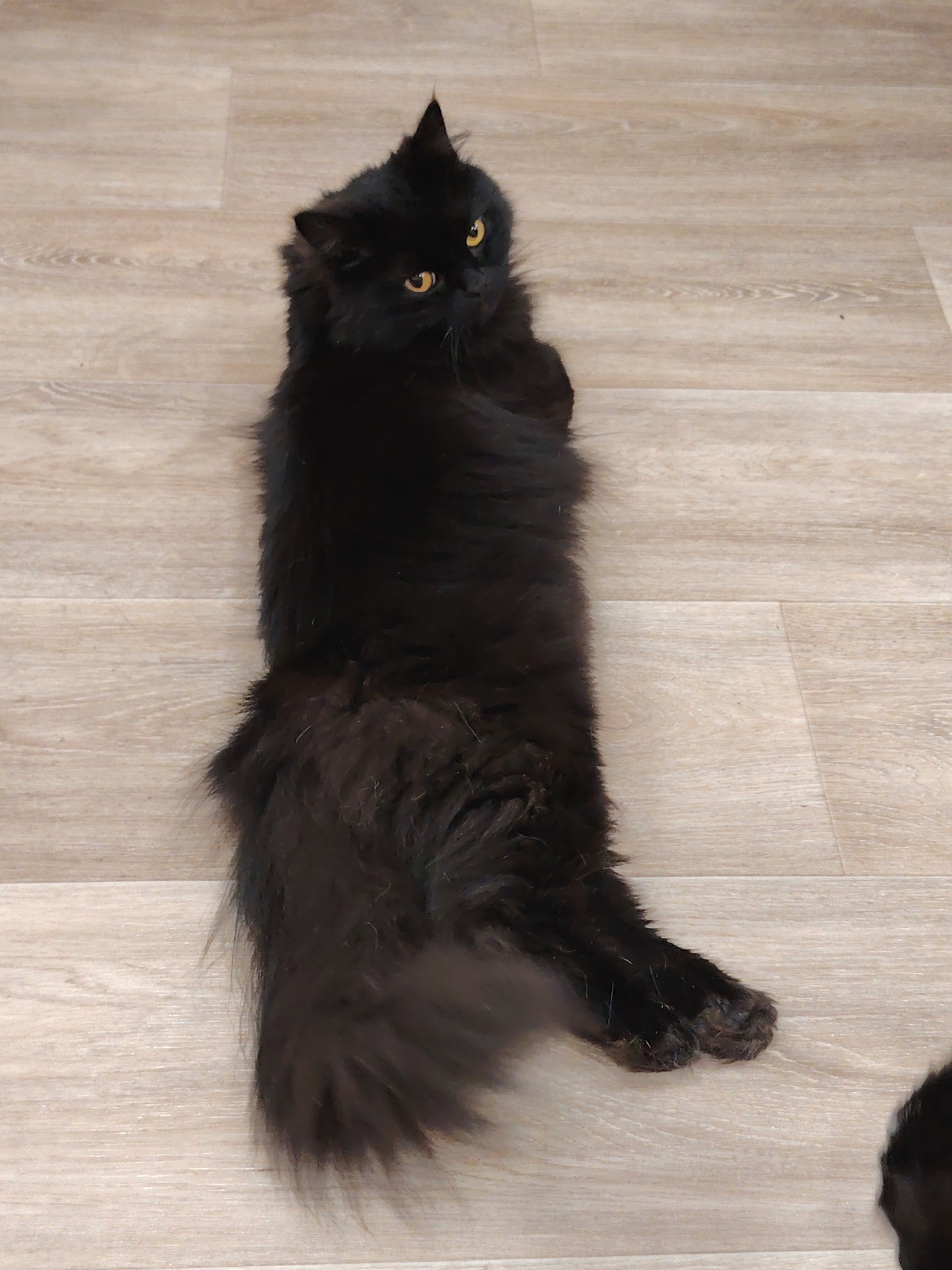 Domestic cats captured in everyday moments across indoor settings