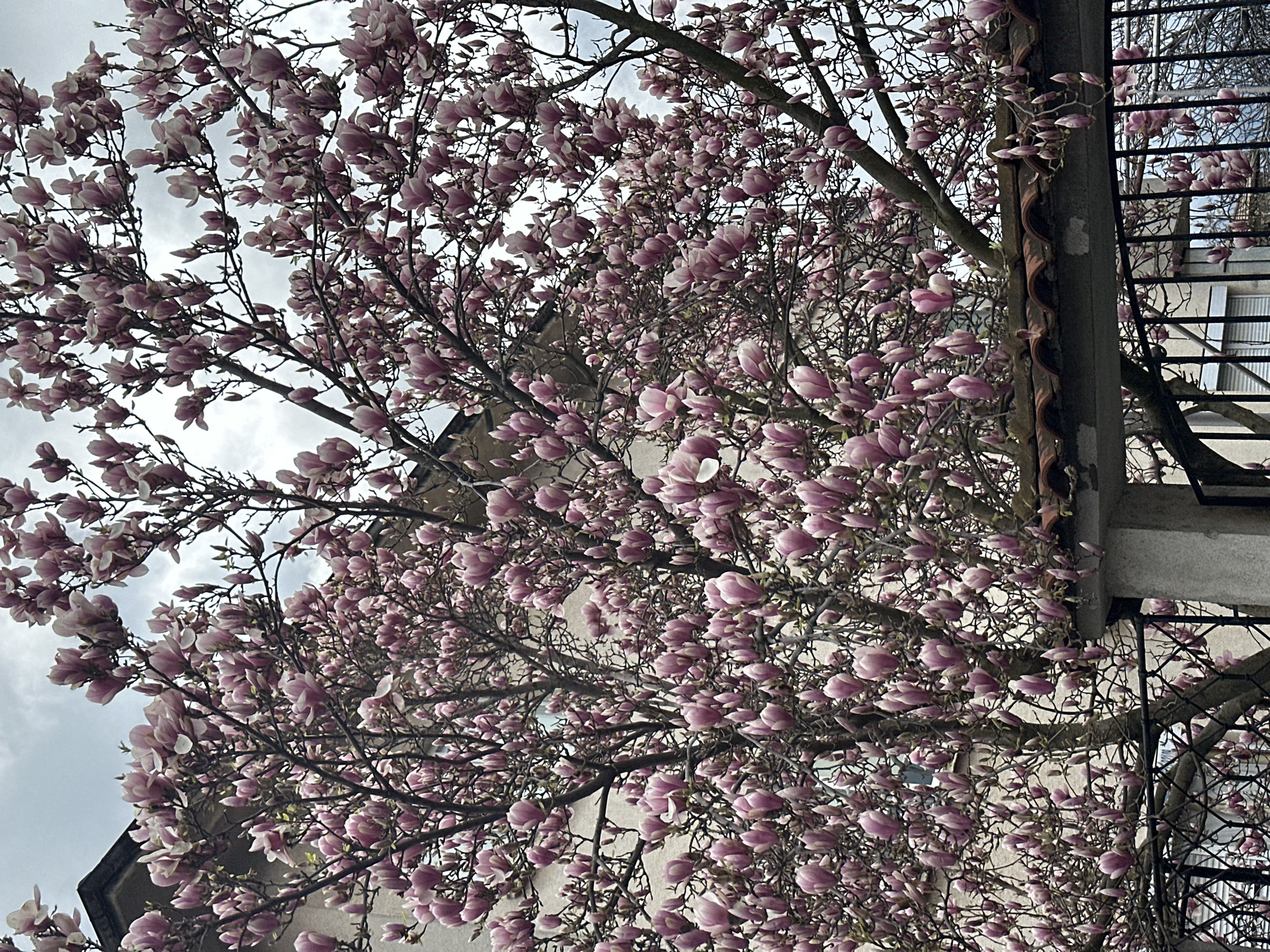 Spring magnolia blossoms observed in full bloom in Karlovo