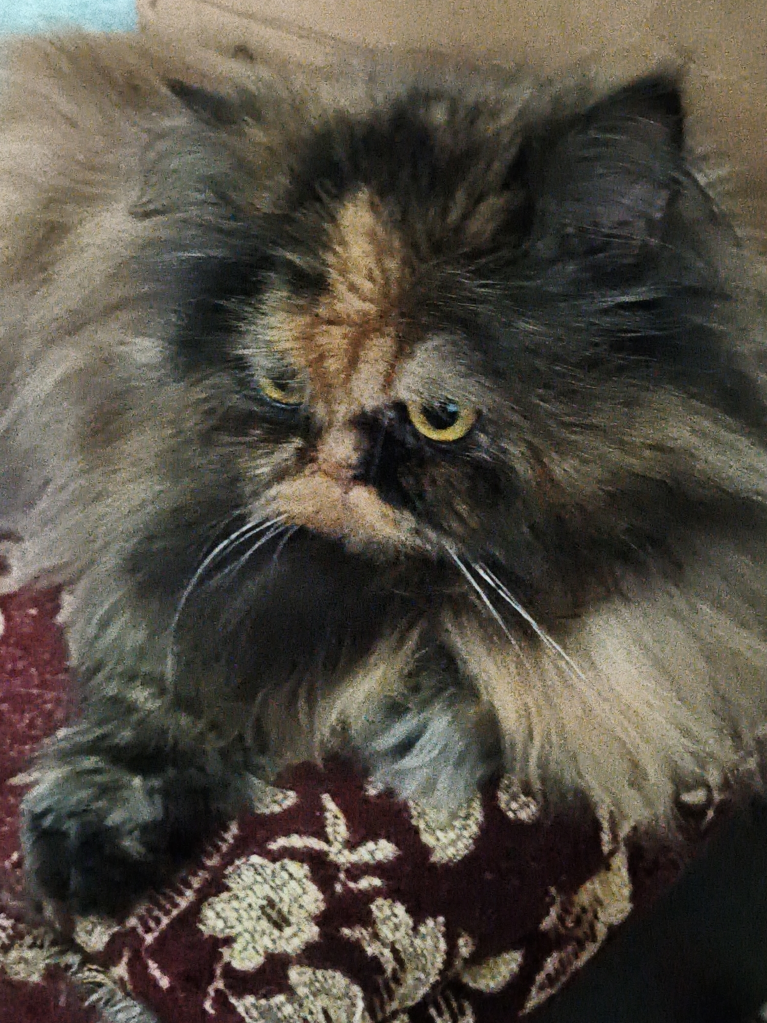 A tortoiseshell cat's afternoon, plus fish, plants, and handmade art