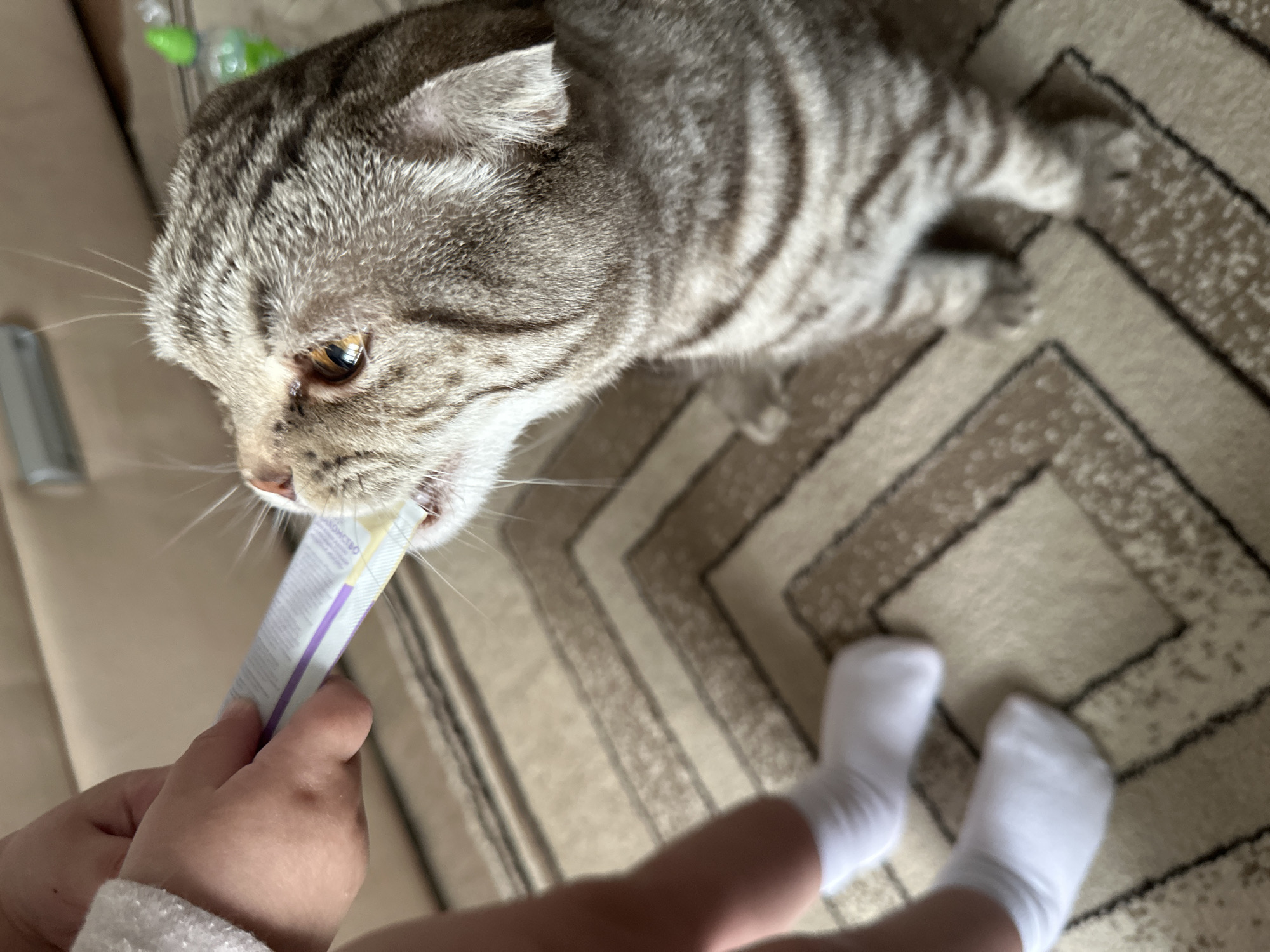 Child feeds treats to grey tabby cat on carpet