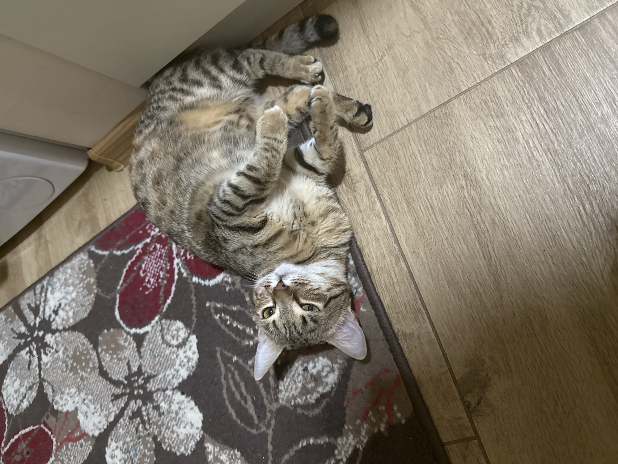 Tabby cat documented in relaxed moments throughout Sofia home