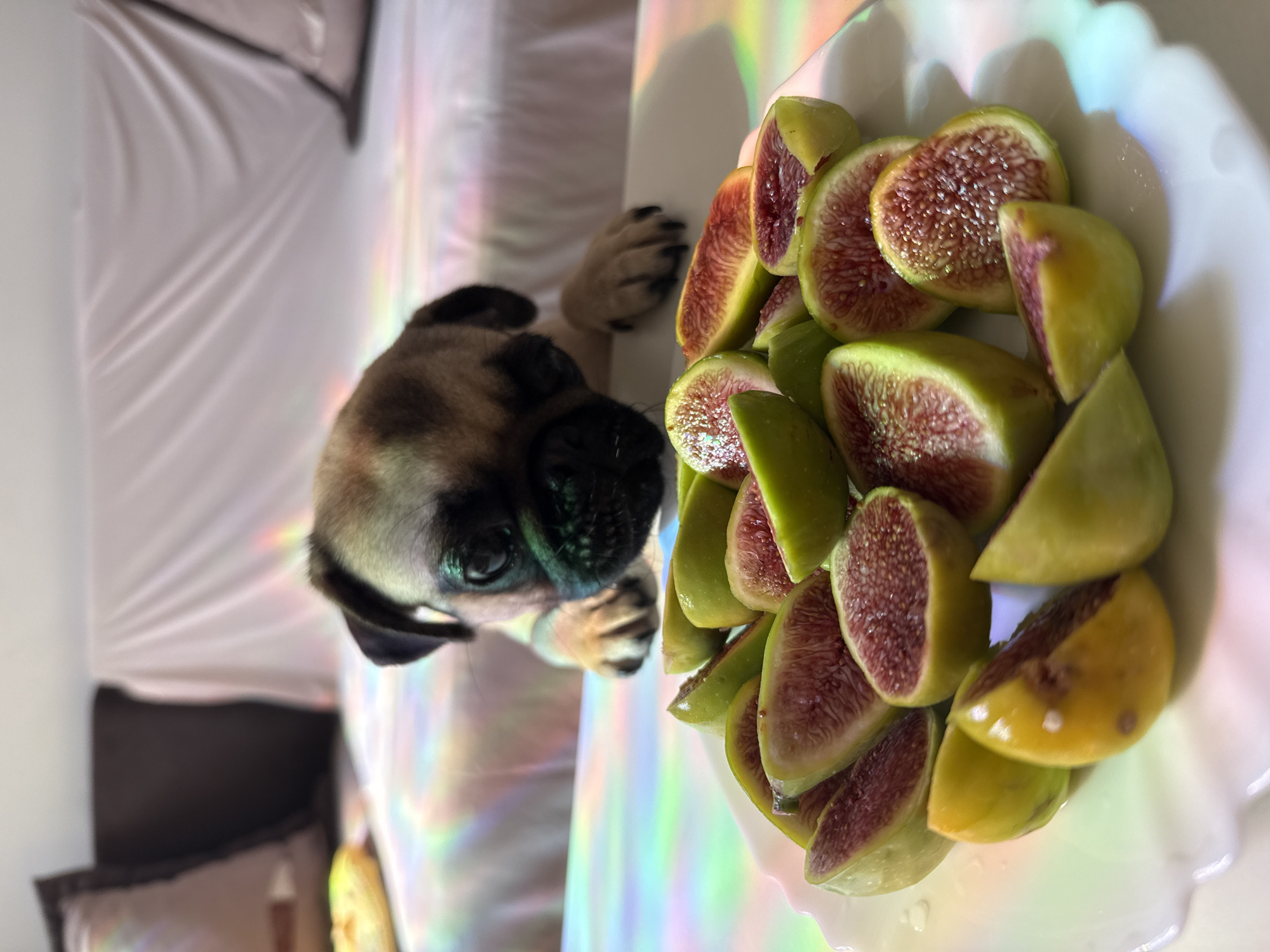 Pug puppy investigates a plate of sliced figs