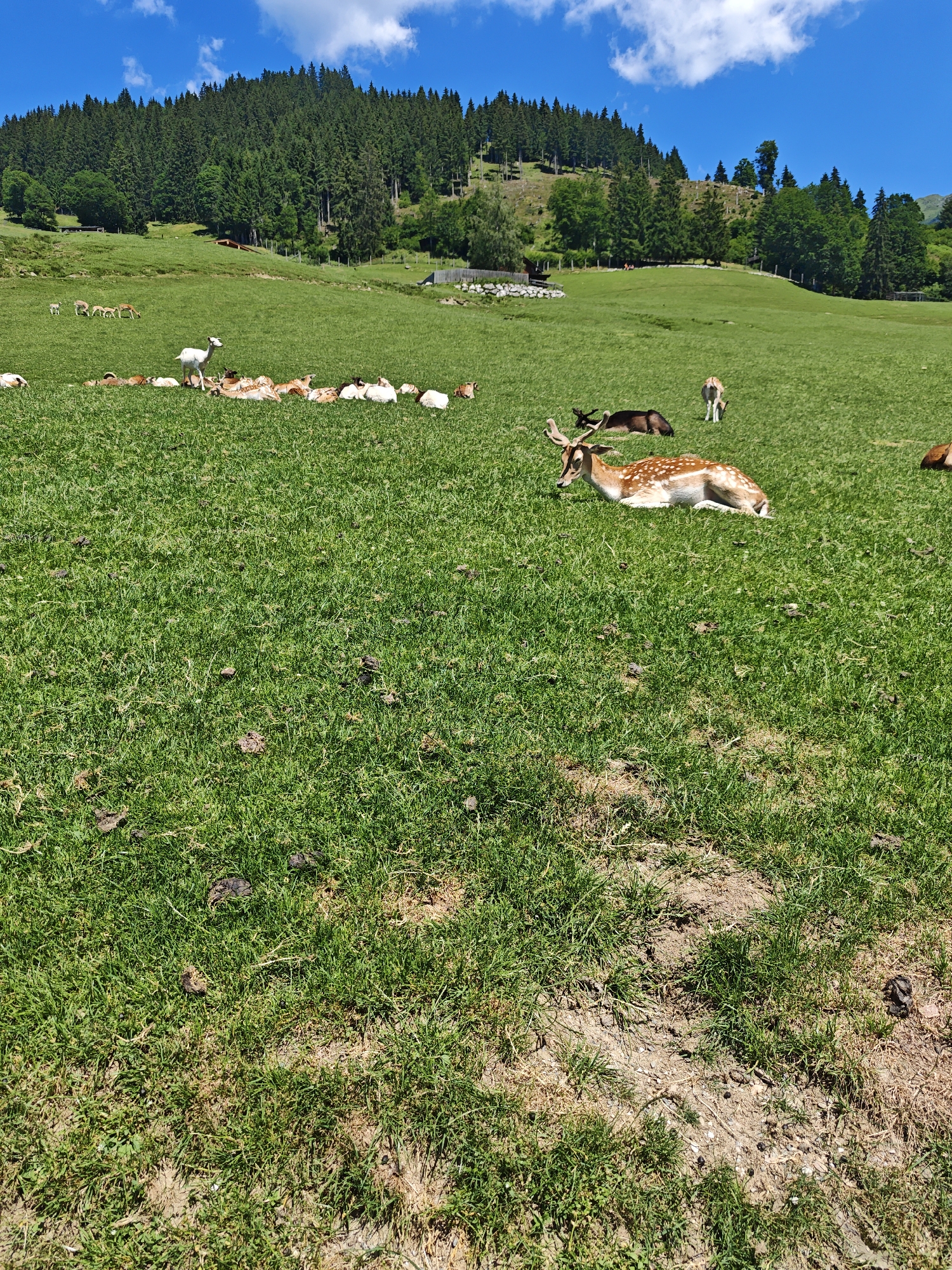 Wildlife and Alpine scenery in Kochau on a summer morning