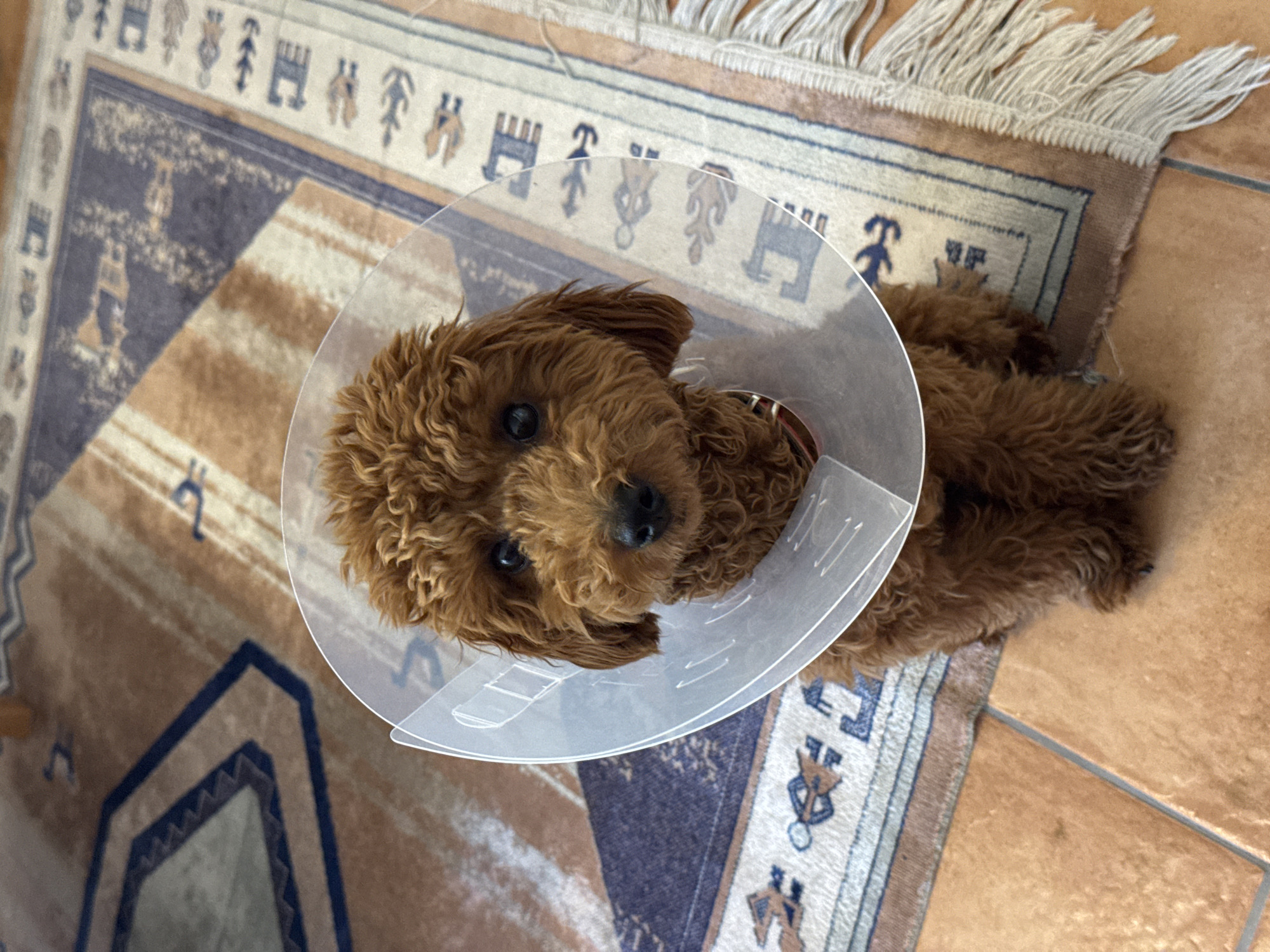 Dog in recovery cone rests on rug in Montenegro home
