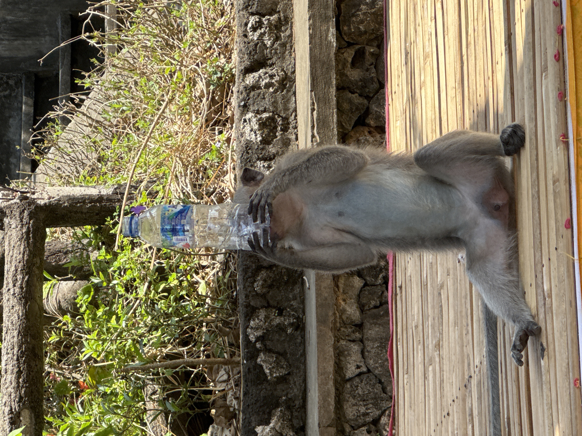 Bali cliff temple monkeys doing their thing