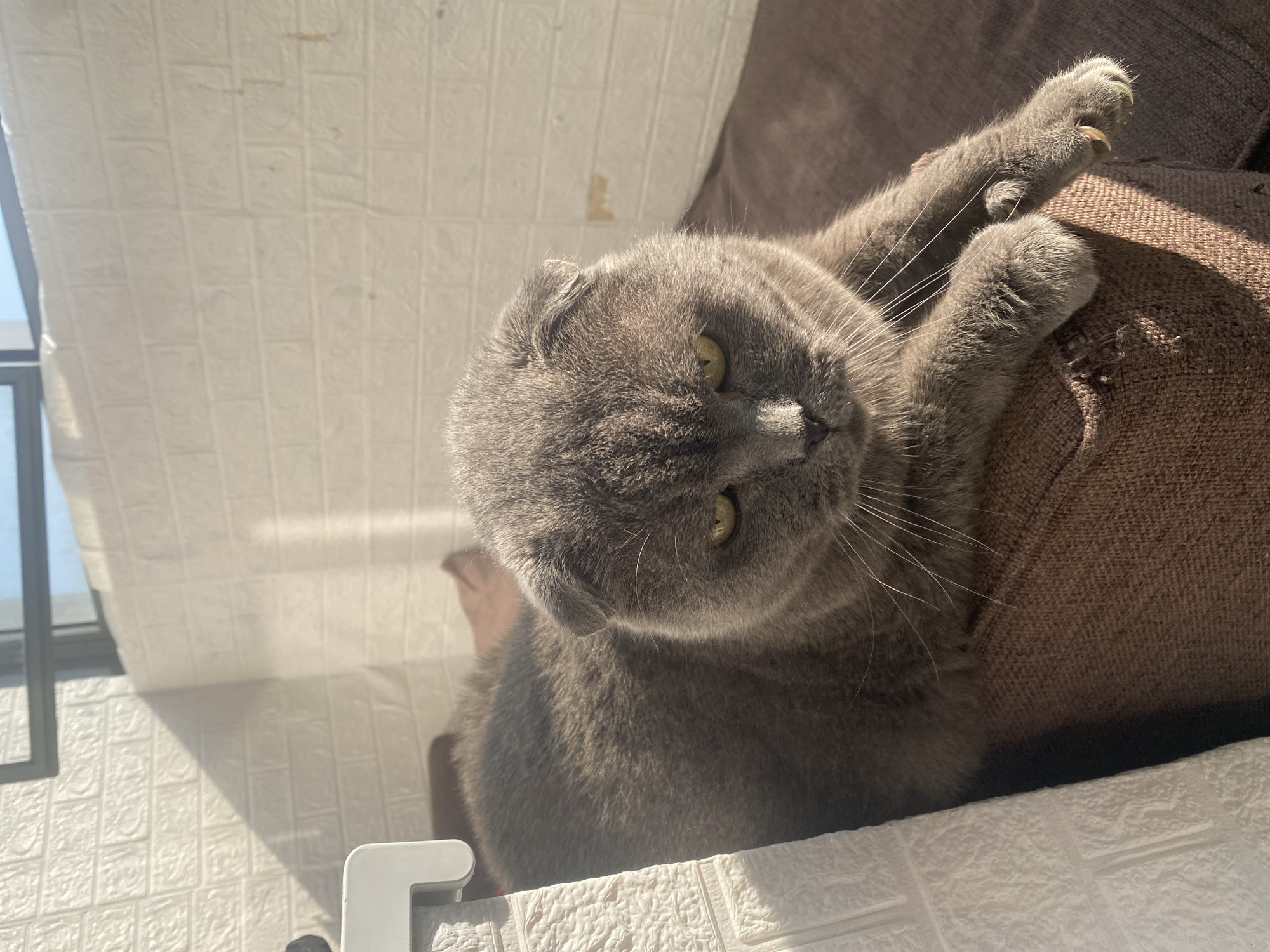 Cat naps, summer sun, and a lazy morning in Novosibirsk