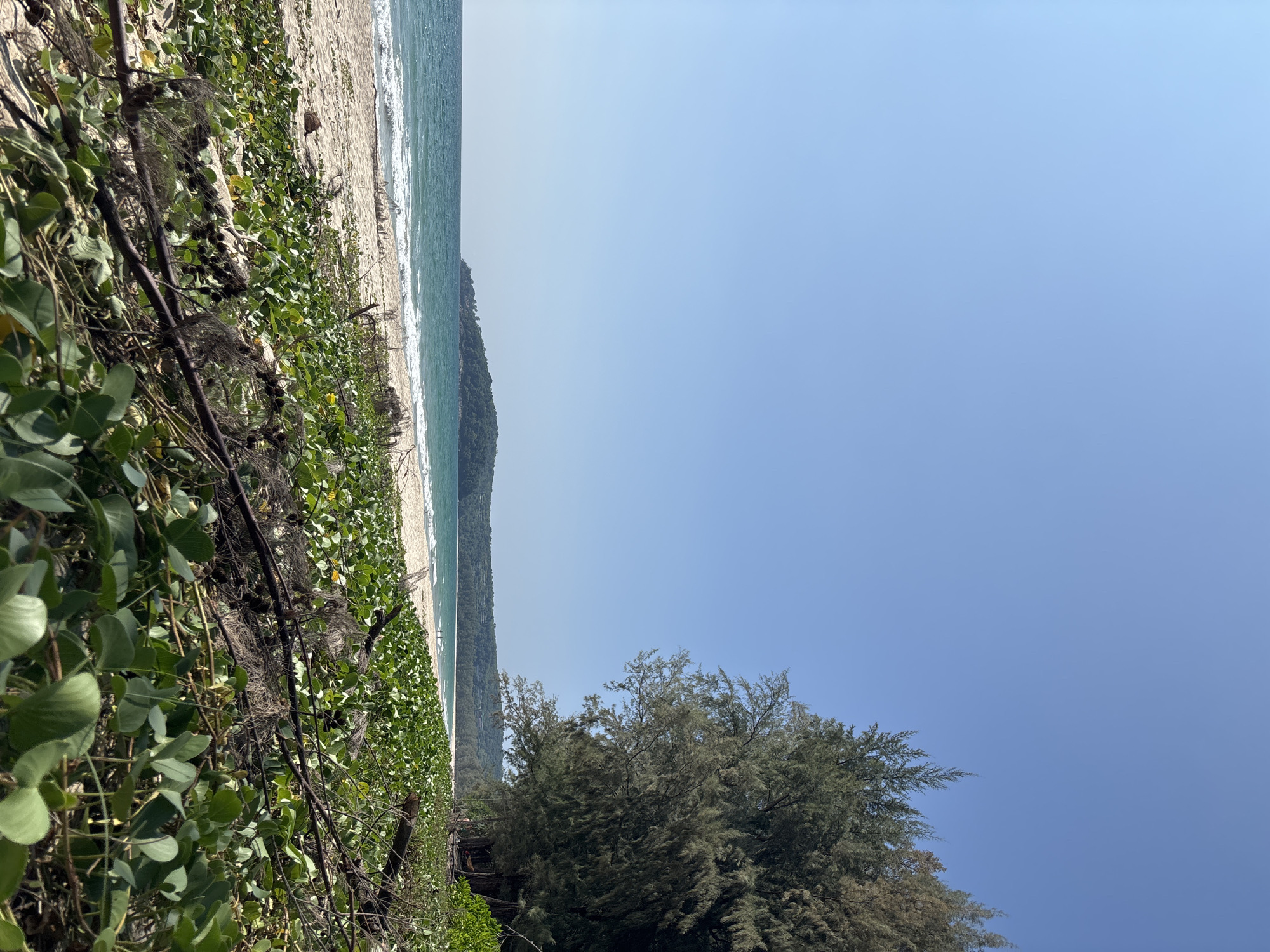 Beach vegetation observed in Choeng Thale, Thailand
