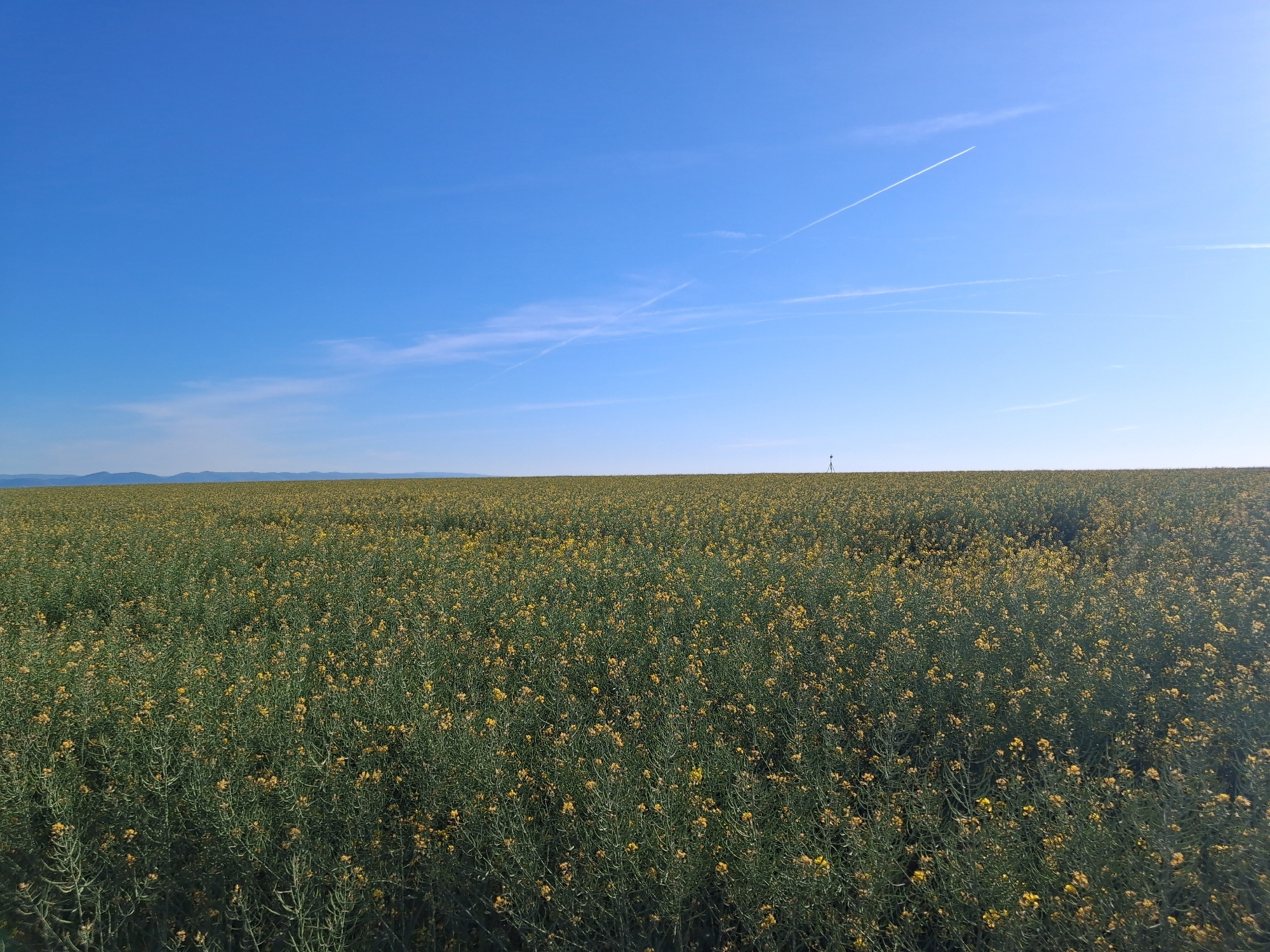 Rapeseed field blooms under clear skies in Maklár, Hungary